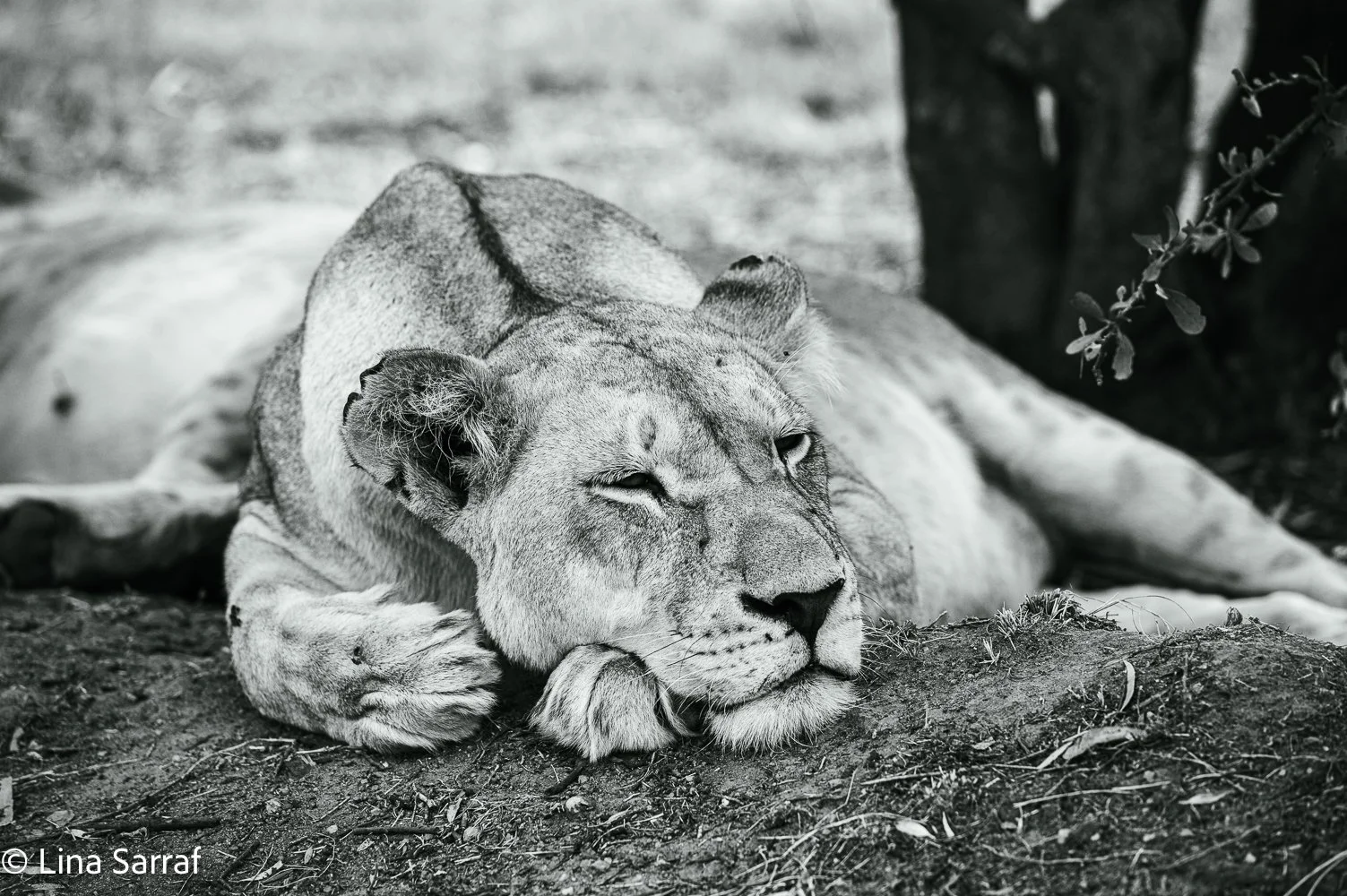  AfricaDSC_008973.jpg