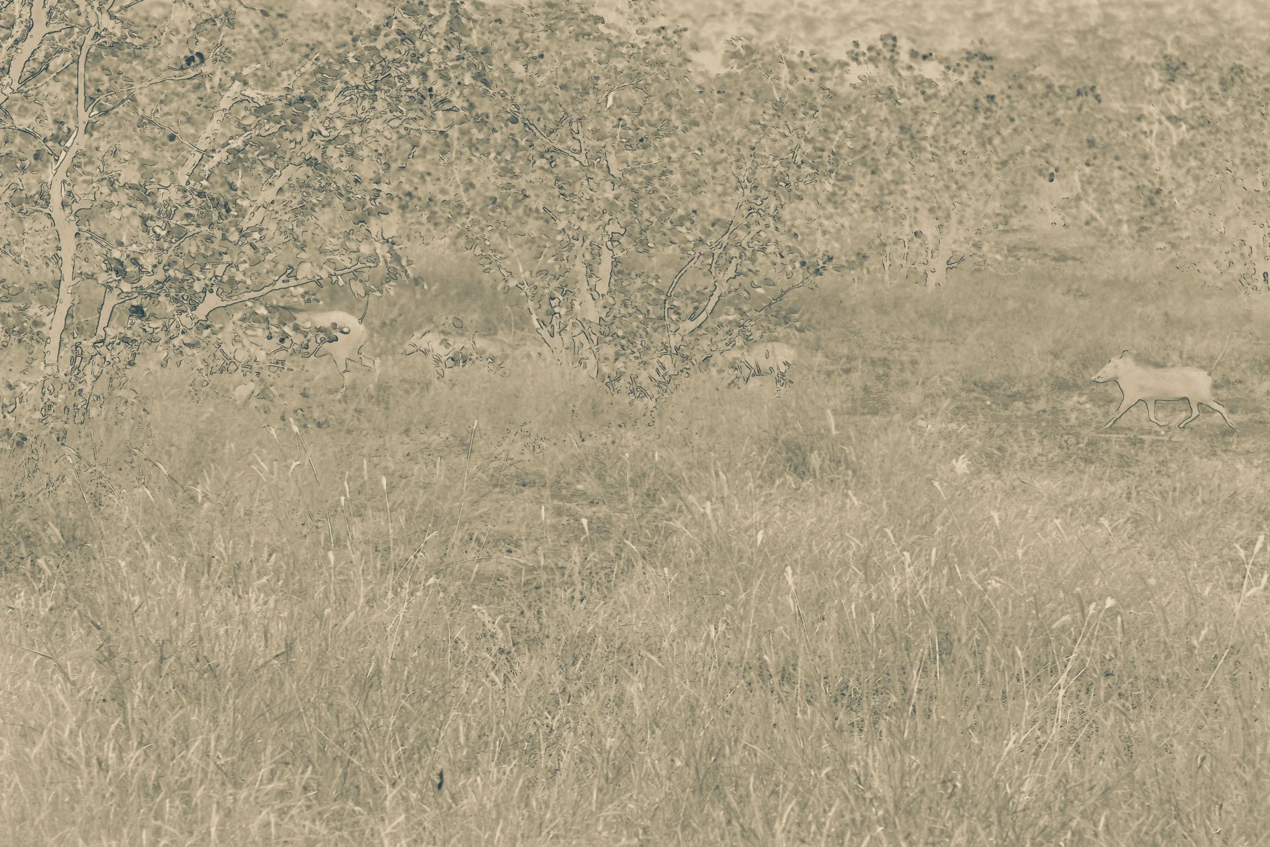 Two elk grazing near trees in a grassy field.