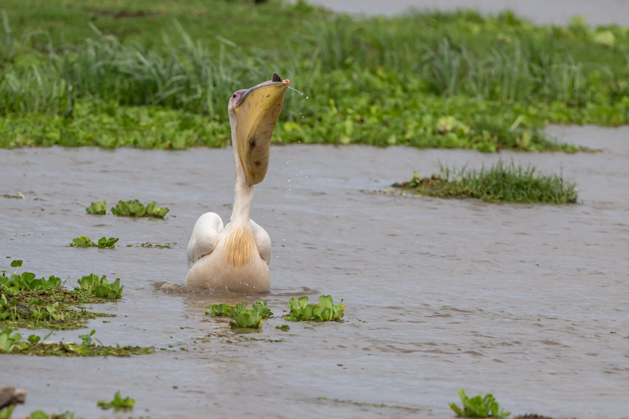  wildlife-1531.jpg