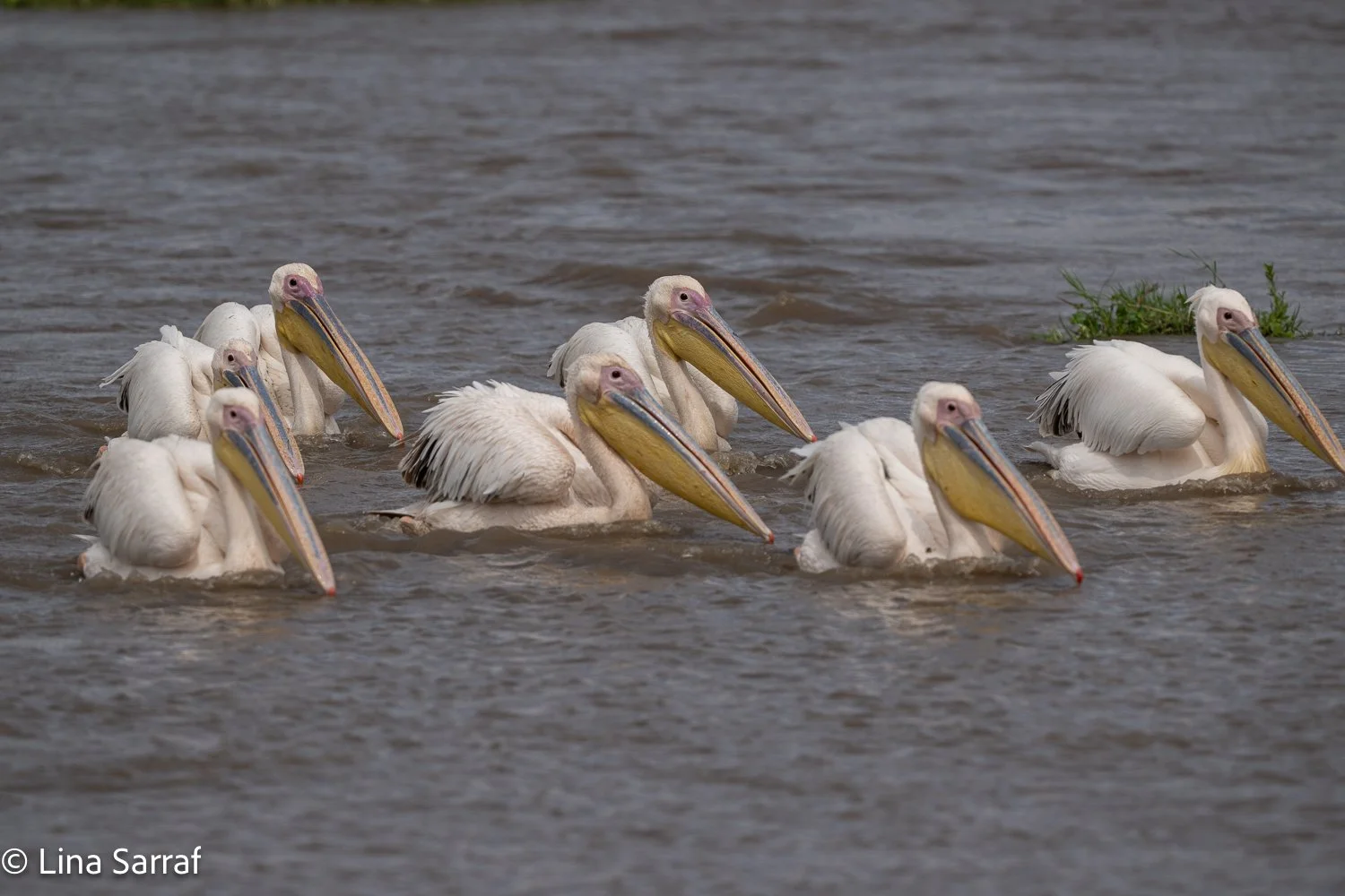  Africa Z9D_7835777.jpg