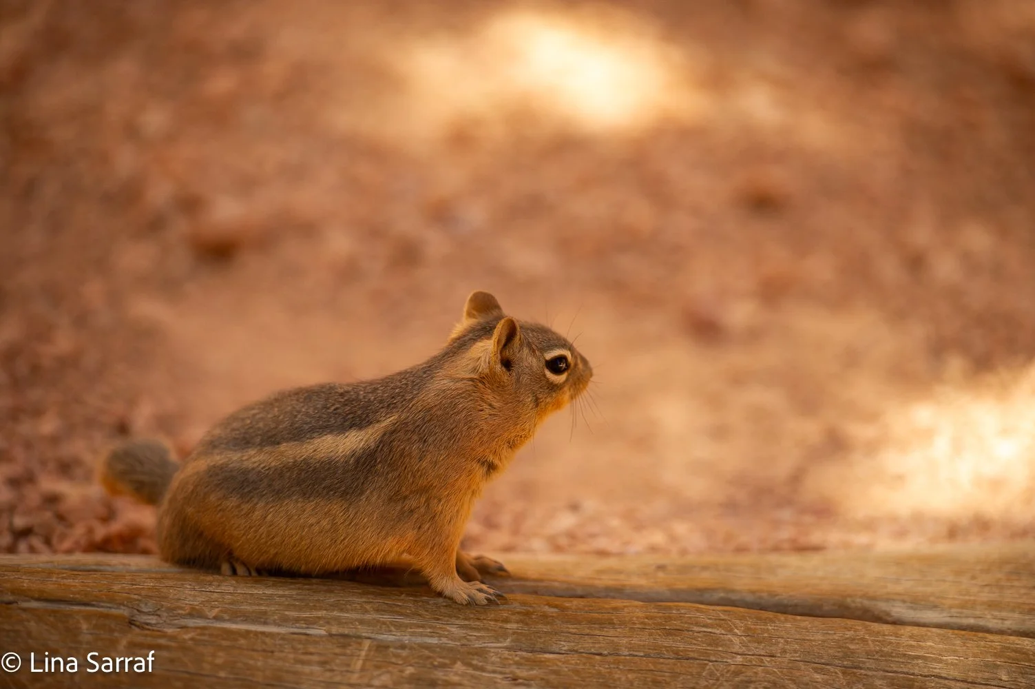  N.ParkDSC_678477.jpg