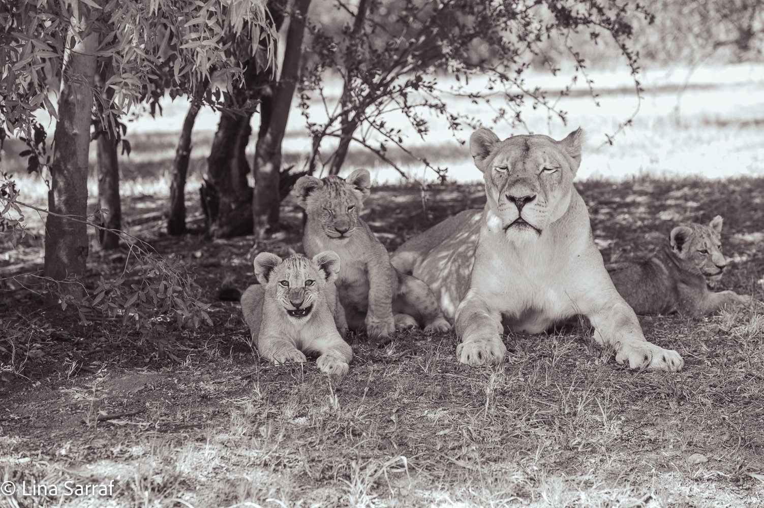  AfricaDSC_966916.jpg