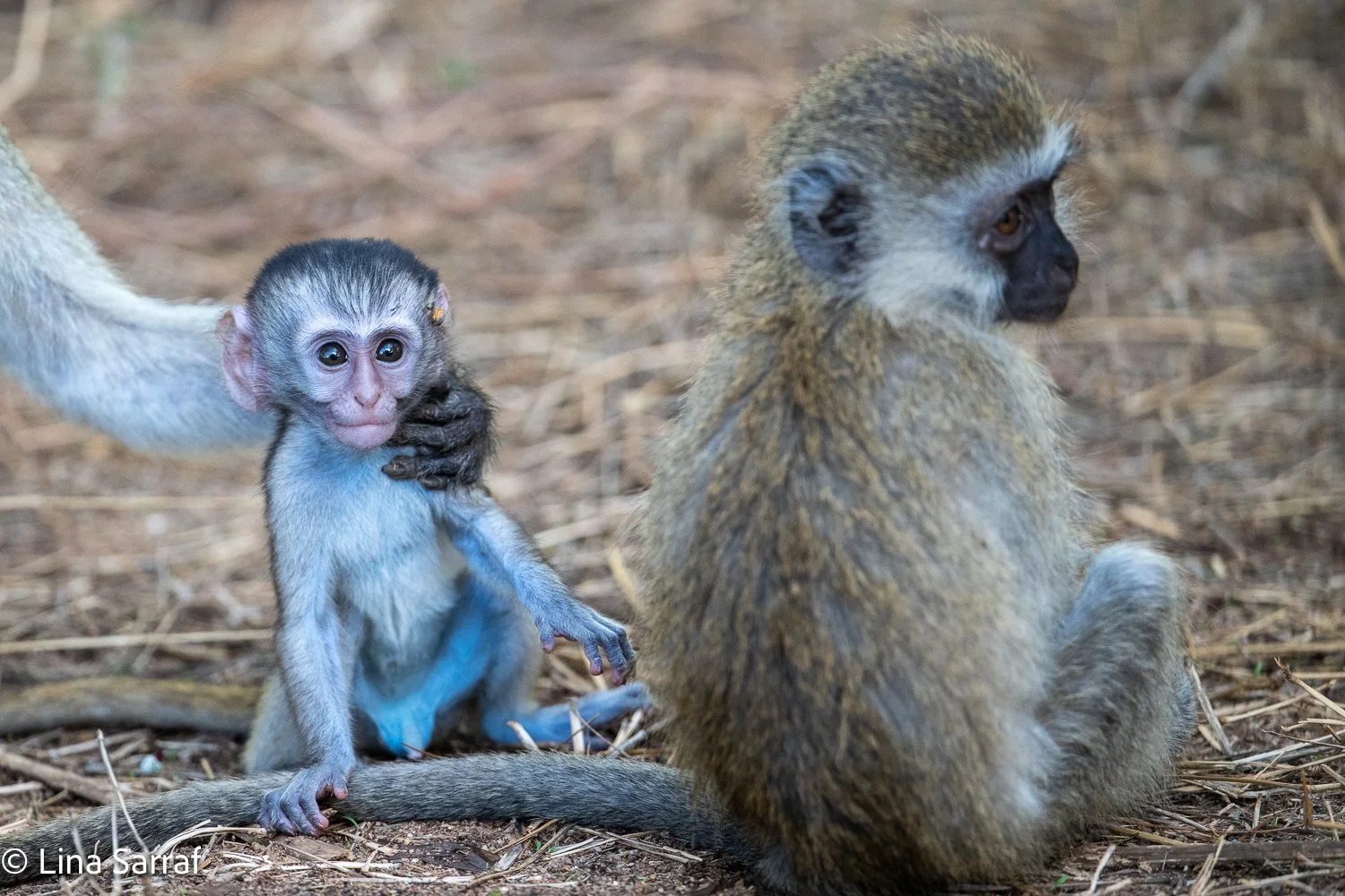  Africa Z8D_96131704.jpg