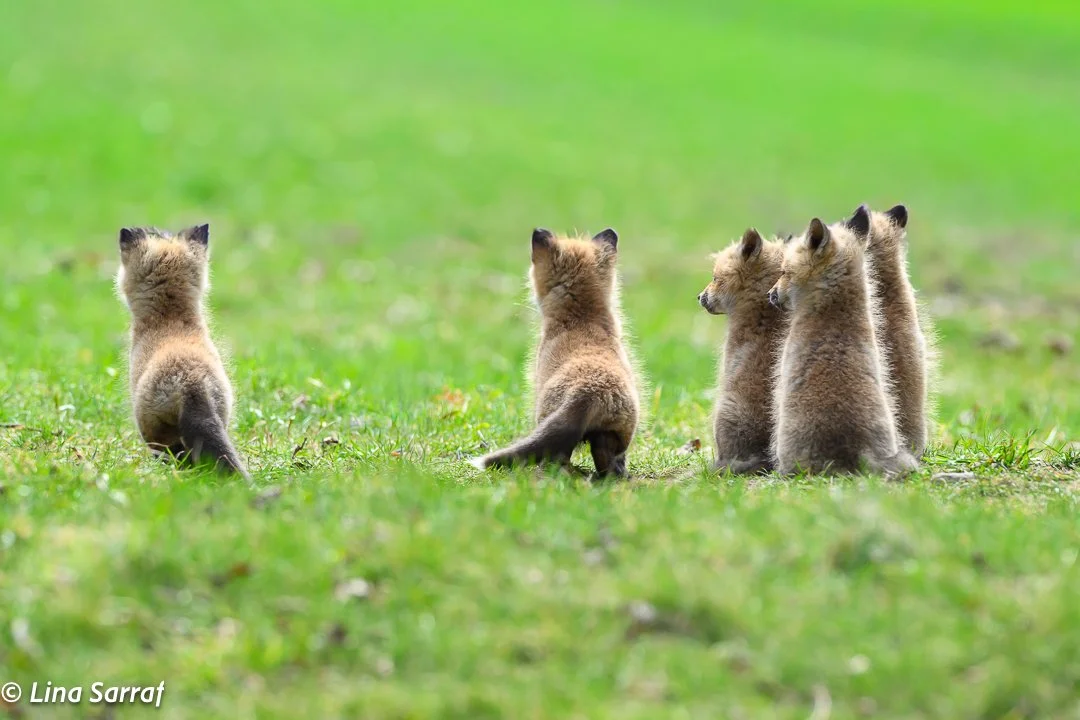 Red Fox Cubs