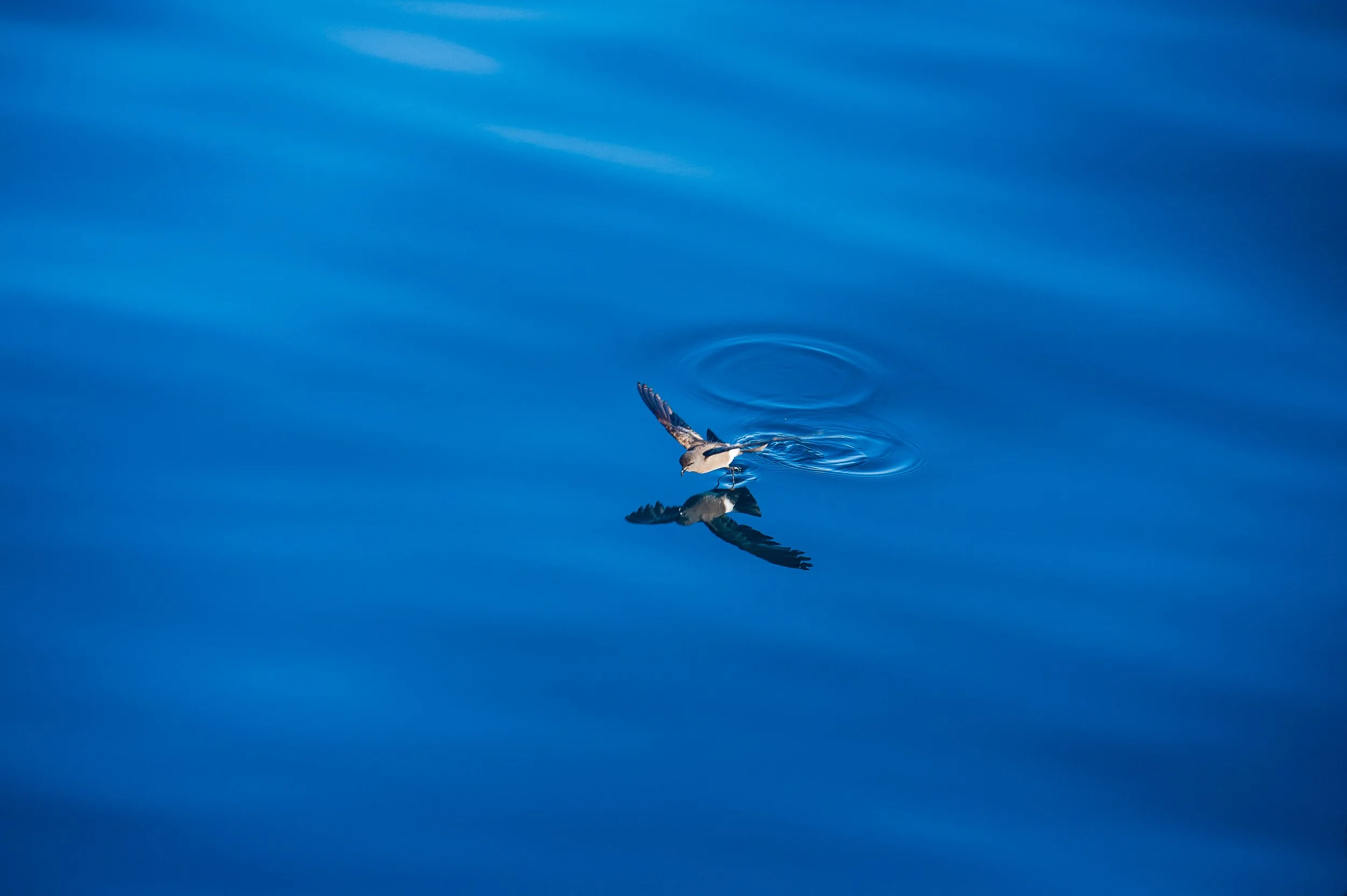 A bird is flying over a calm body of water, creating ripples with its reflection visible on the surface.