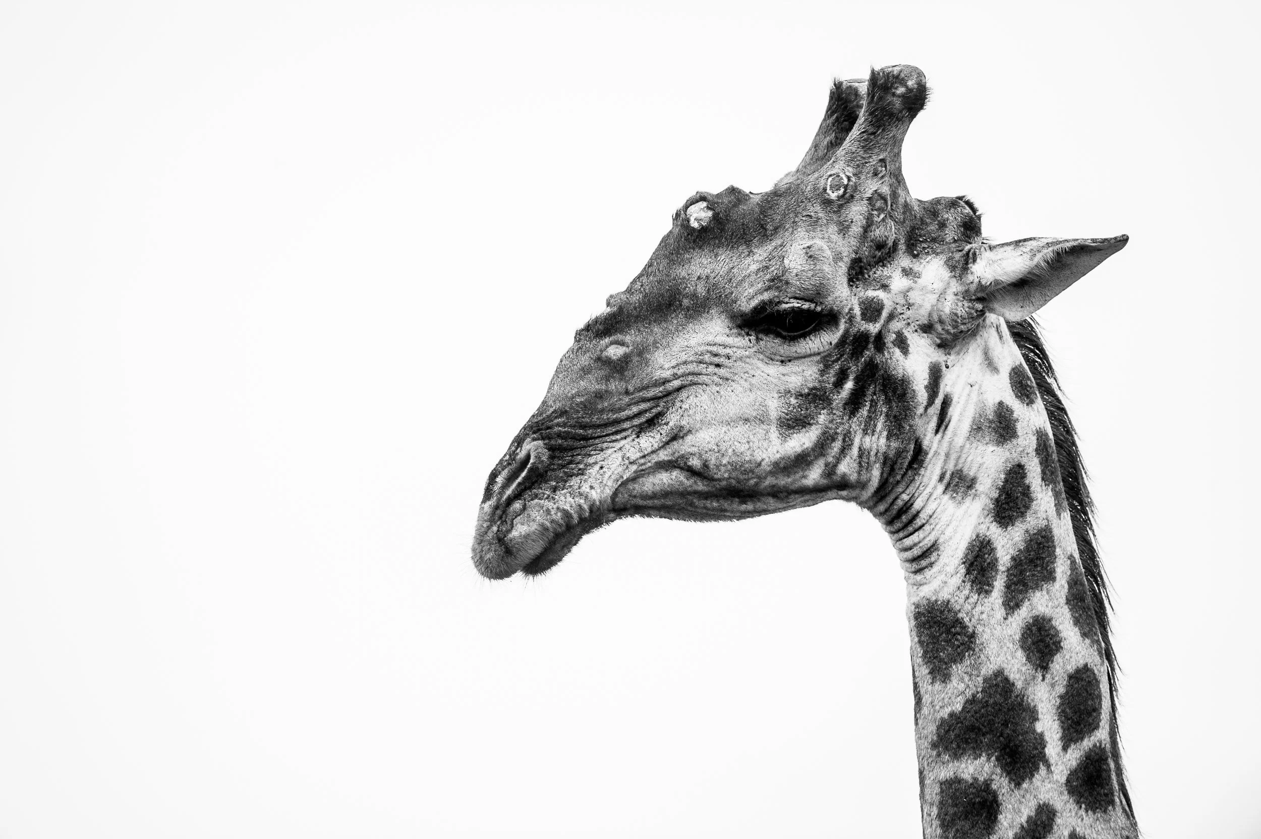  LinaSarraf_giraffe4.jpg