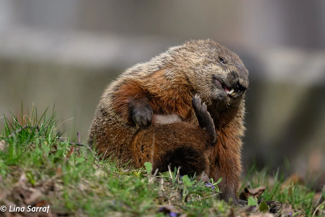 Hedgehog