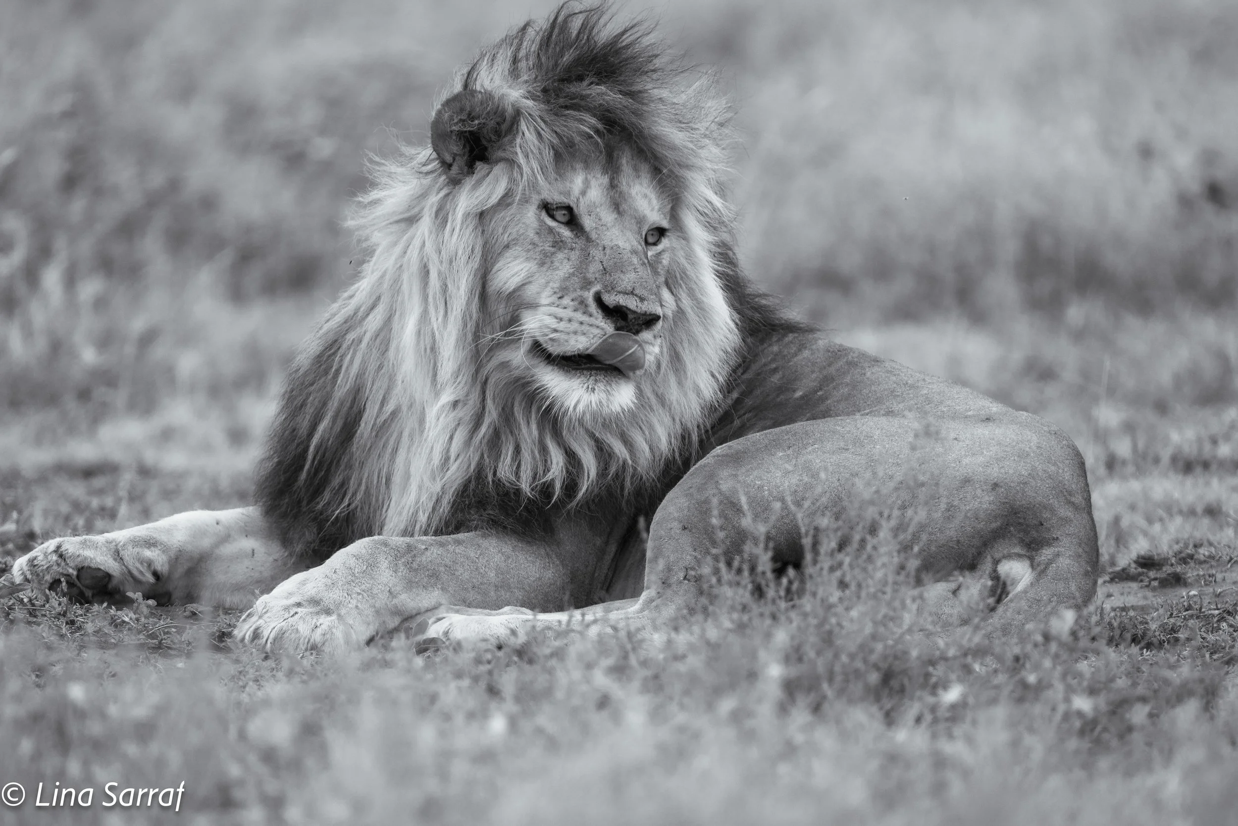  wildlife-640.jpg