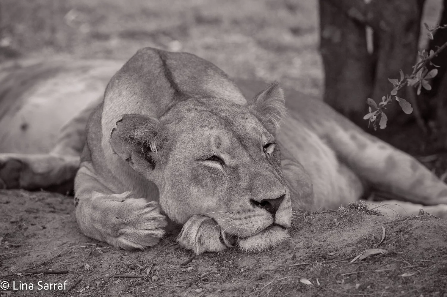  AfricaDSC_009875.jpg