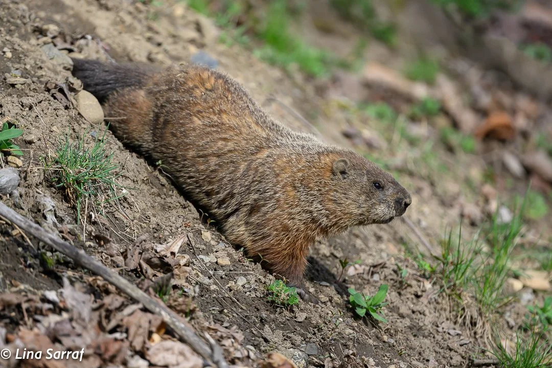 Hedgehog