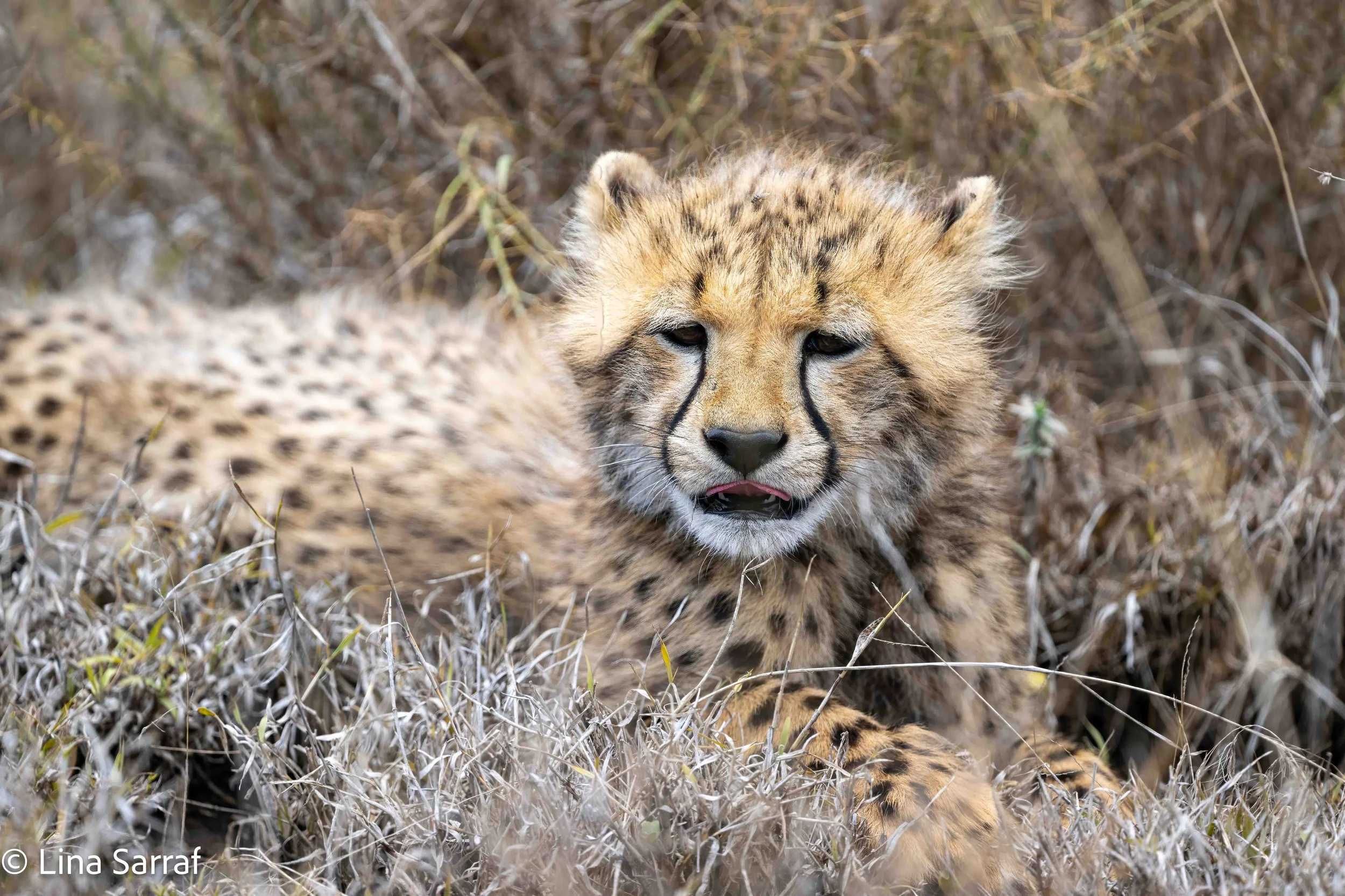  wildlife-19.jpg