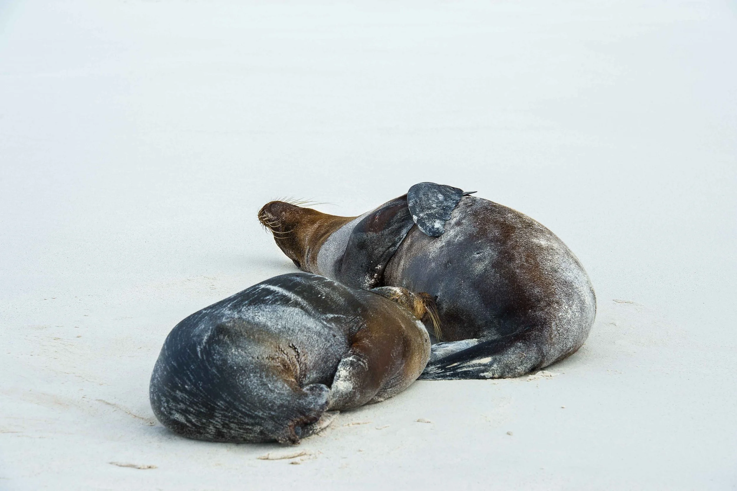 Two seals lying on a sandy beach with a plain white background.