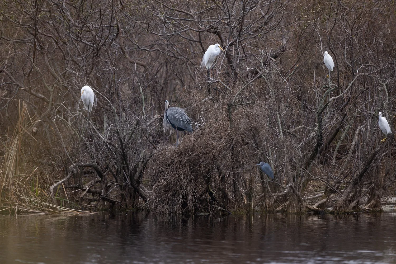 FloridaZ9D_6280108.jpg