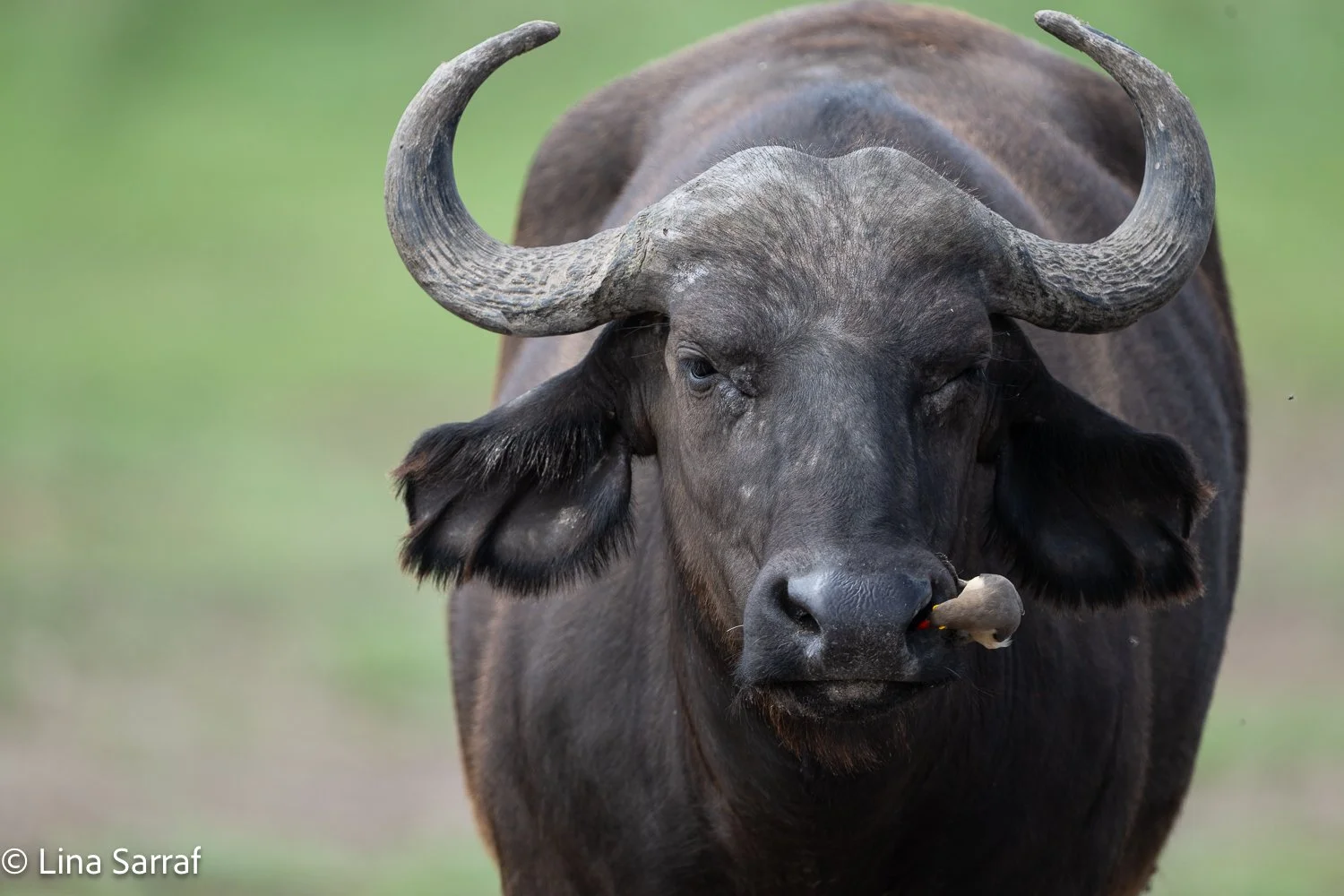  Africa Z9D_7338430.jpg