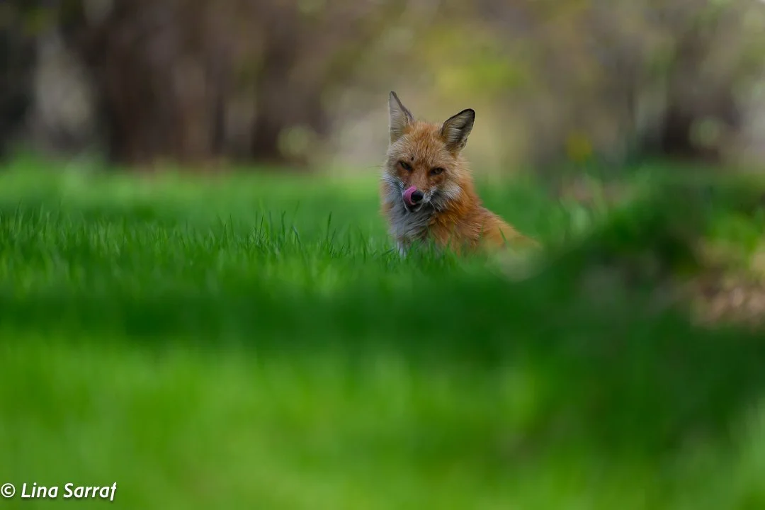 Female Red Fox 