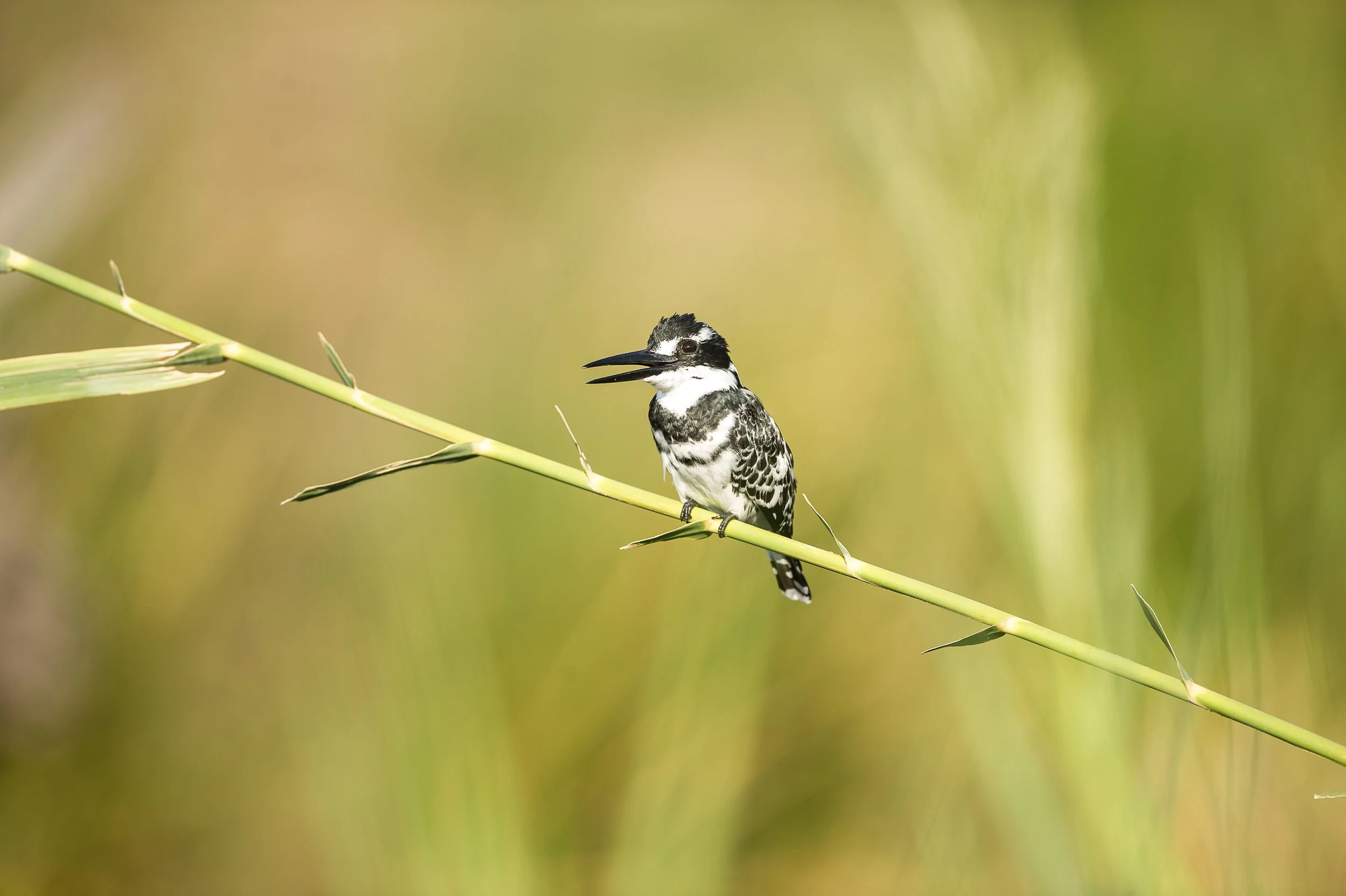  Martin pêcheur-7.jpg