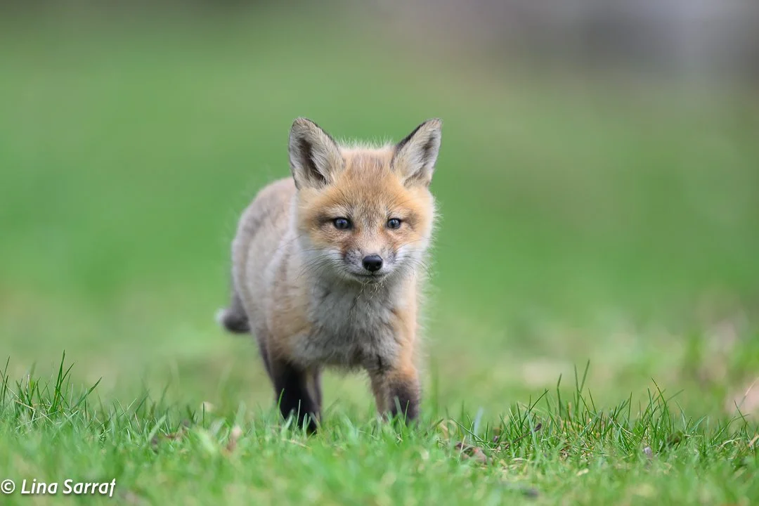 Red Fox Cub