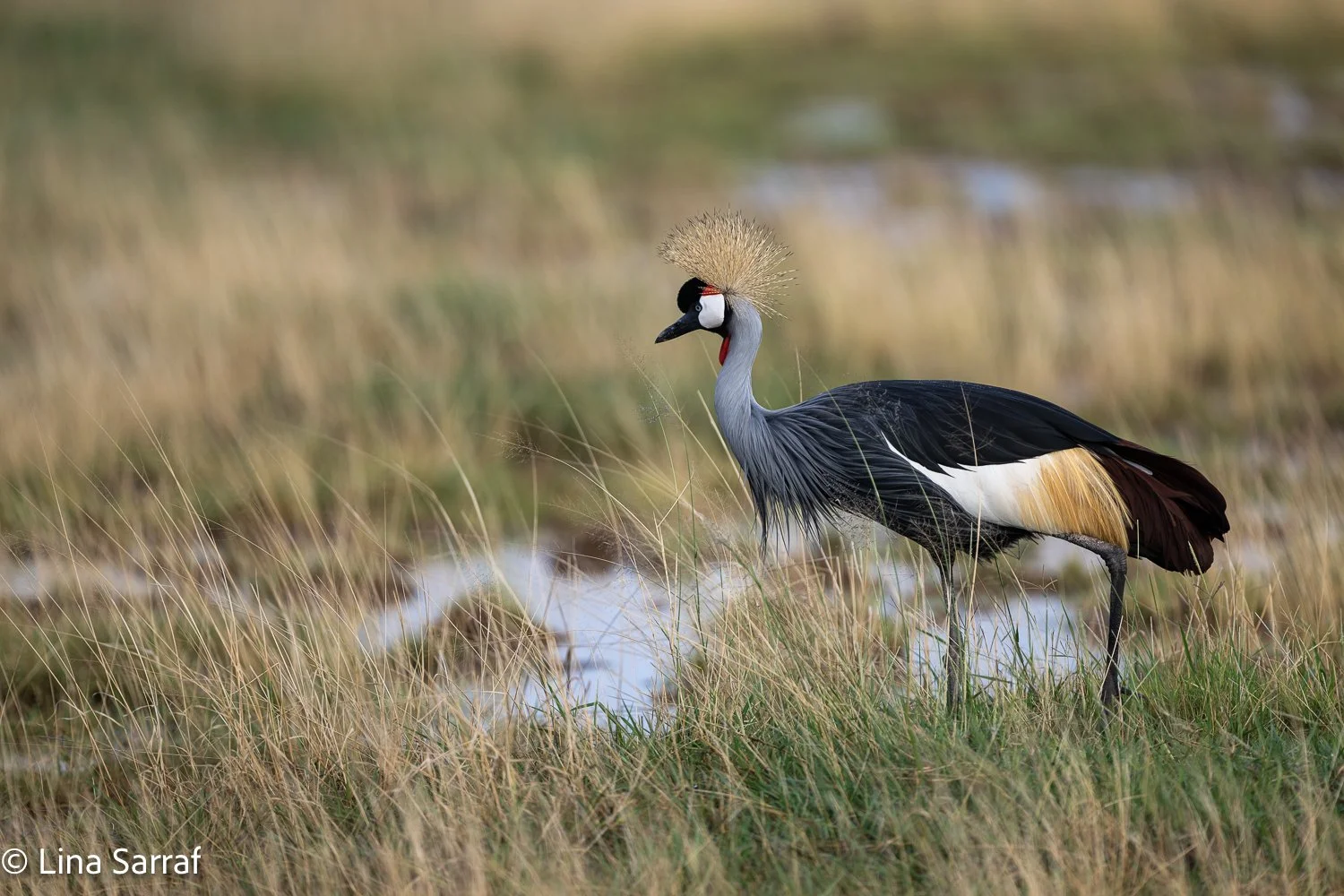  Africa Z9D_680030.jpg