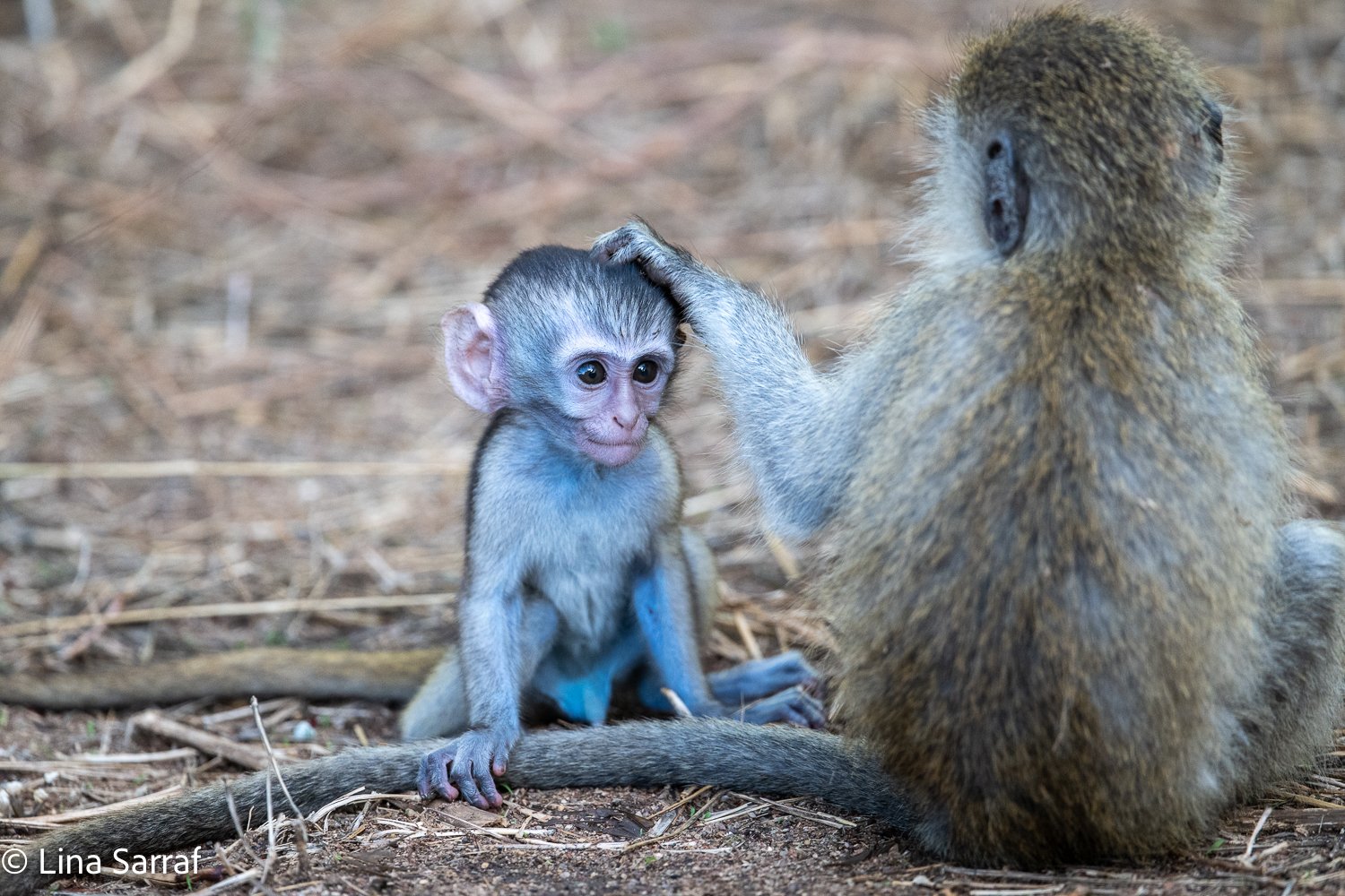  Africa Z8D_96111702.jpg