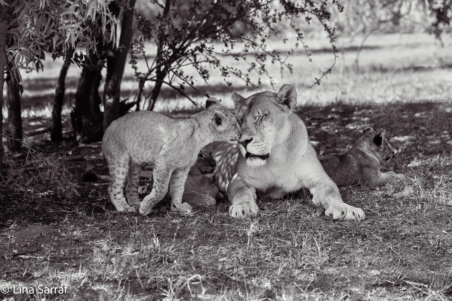  AfricaDSC_968731.jpg