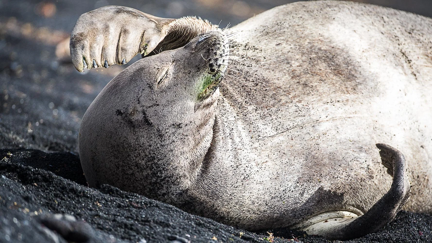 Hawaiian Monk Seal