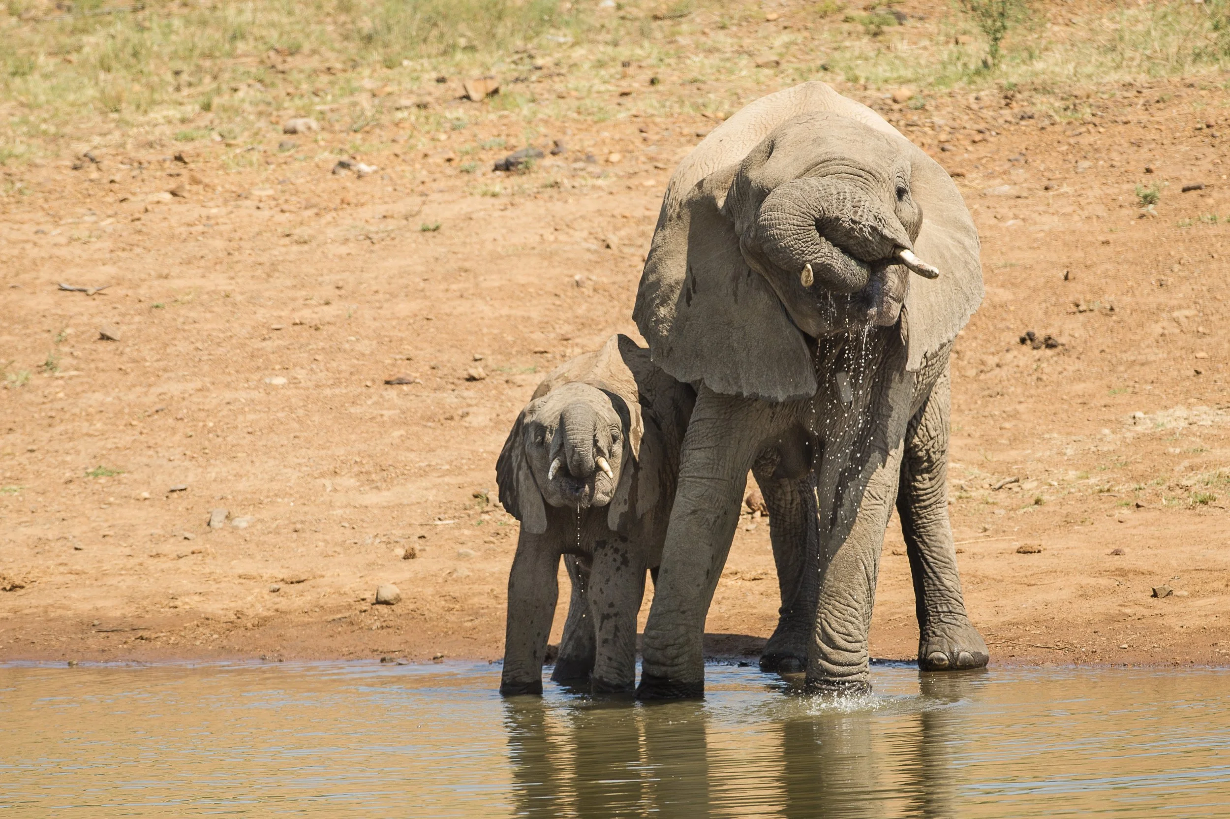  elephant-11 2.jpg