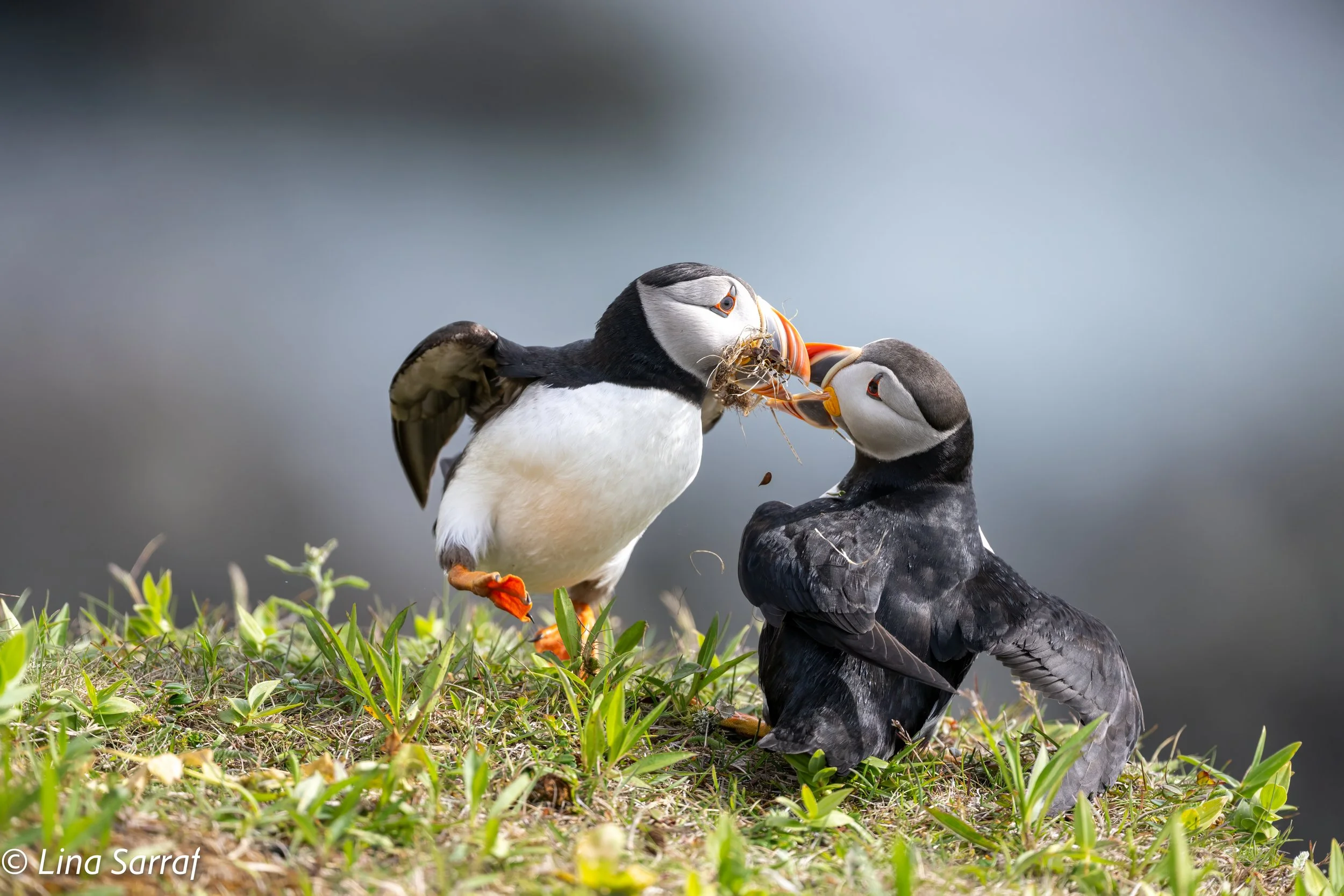  wildlife-19.jpg
