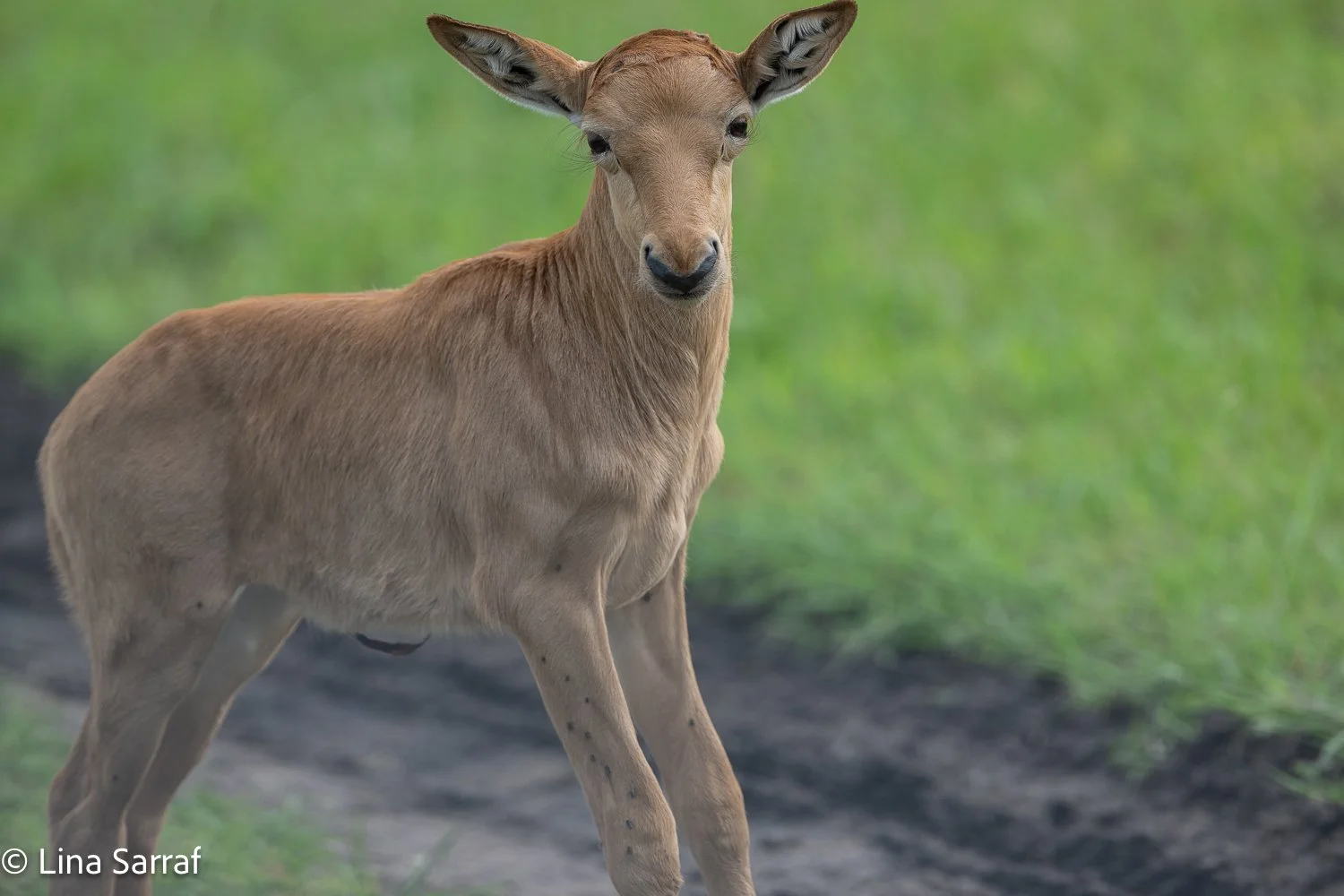  Africa Z9D_1350130.jpg