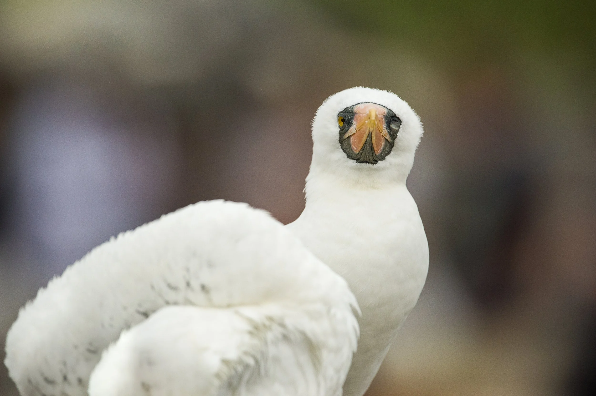 Close-up of a white bird with a black face, yellow eyes, and a hooked beak, looking directly at the camera against a blurred background.
