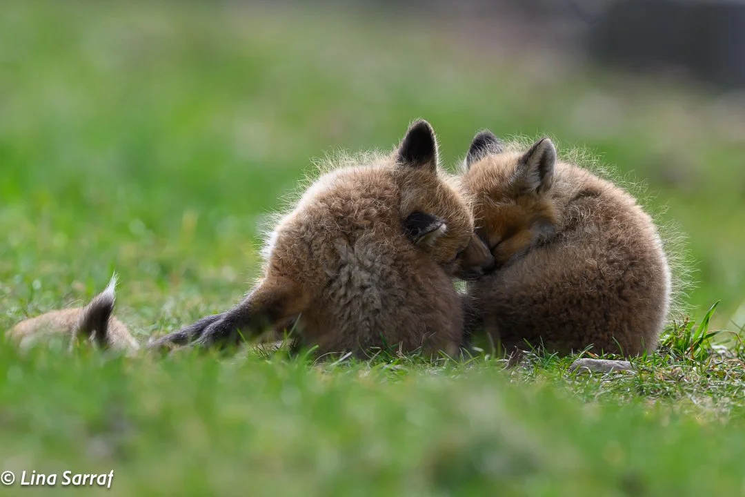 Red Fox Cubs