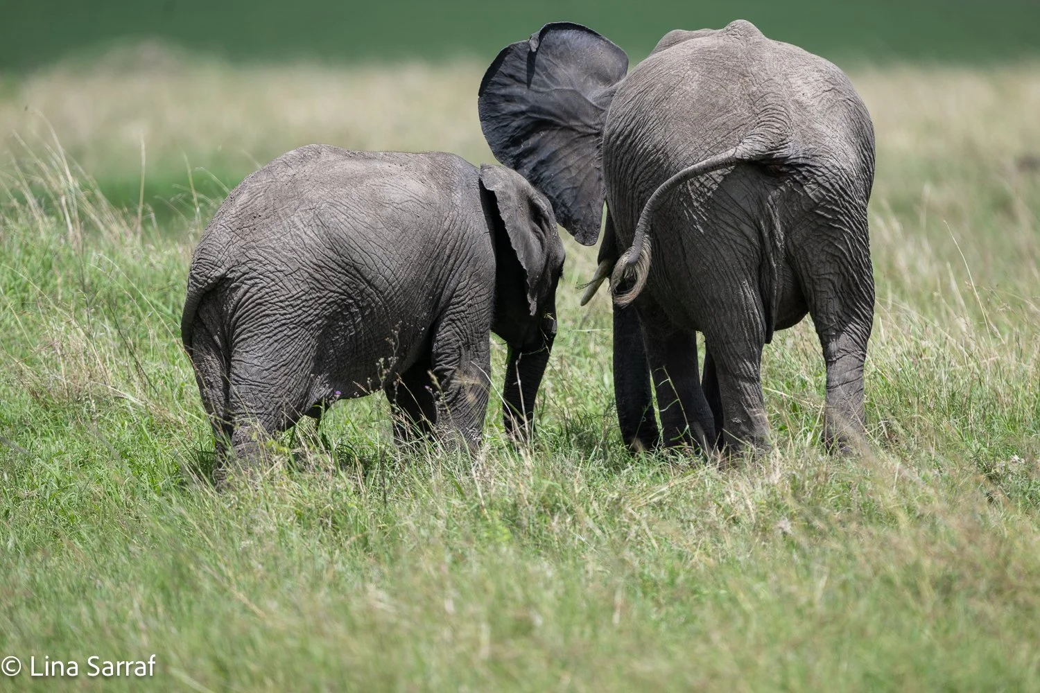  Africa Z9D_2127760.jpg