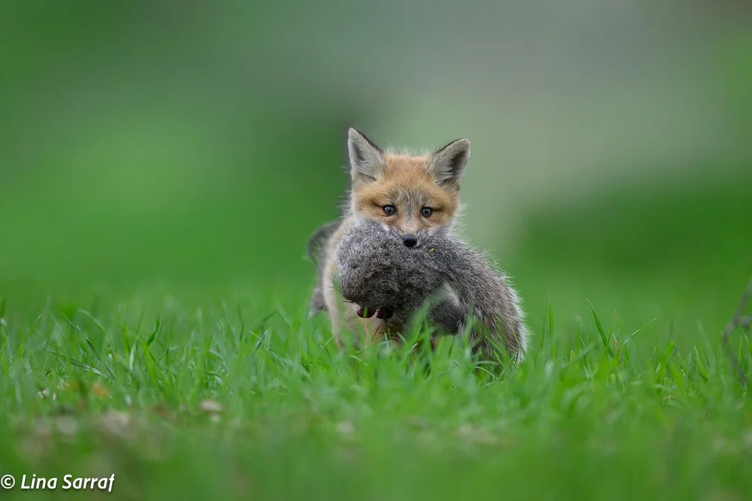 Red Fox Cub
