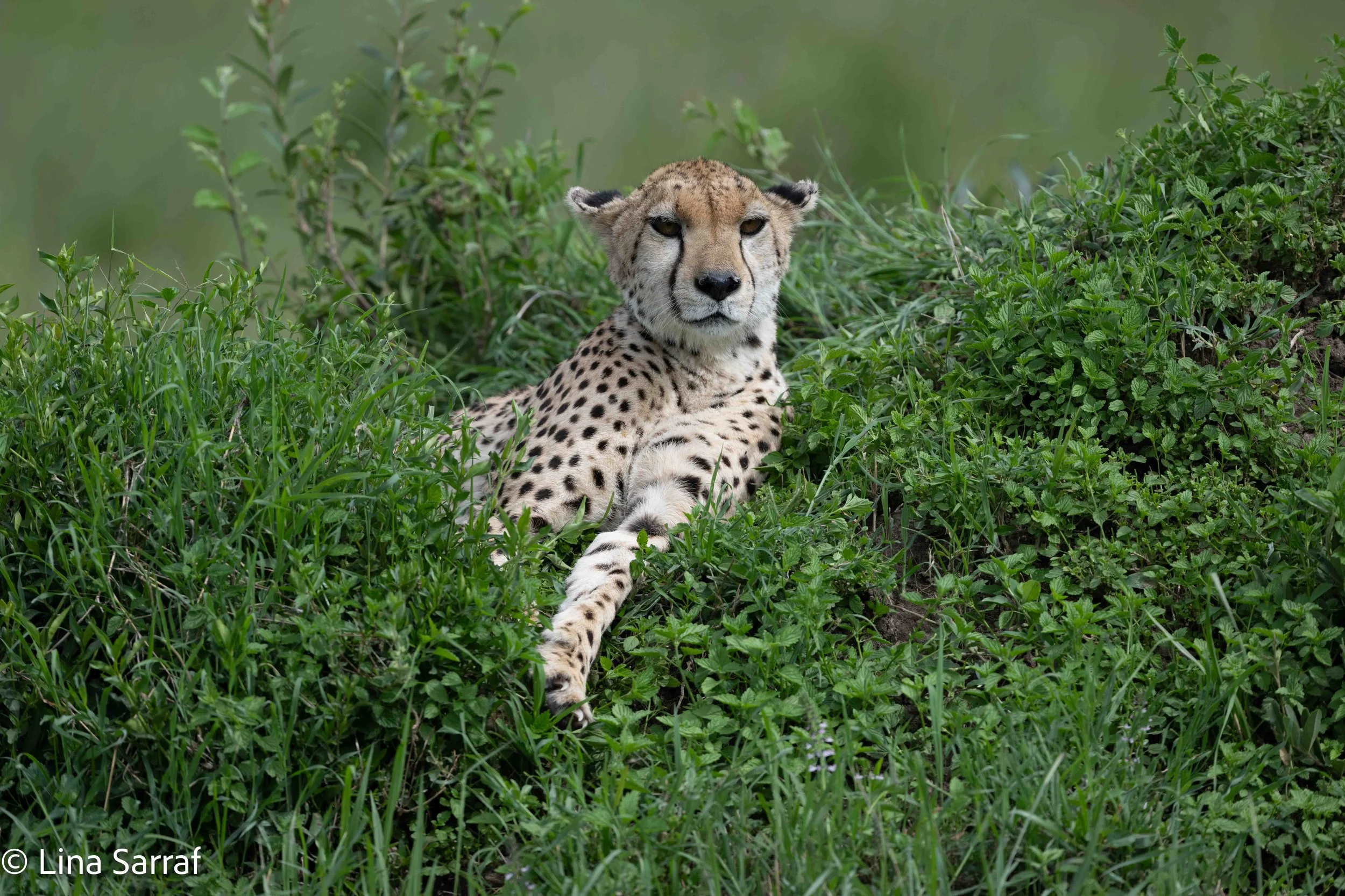  wildlife-70 2.jpg