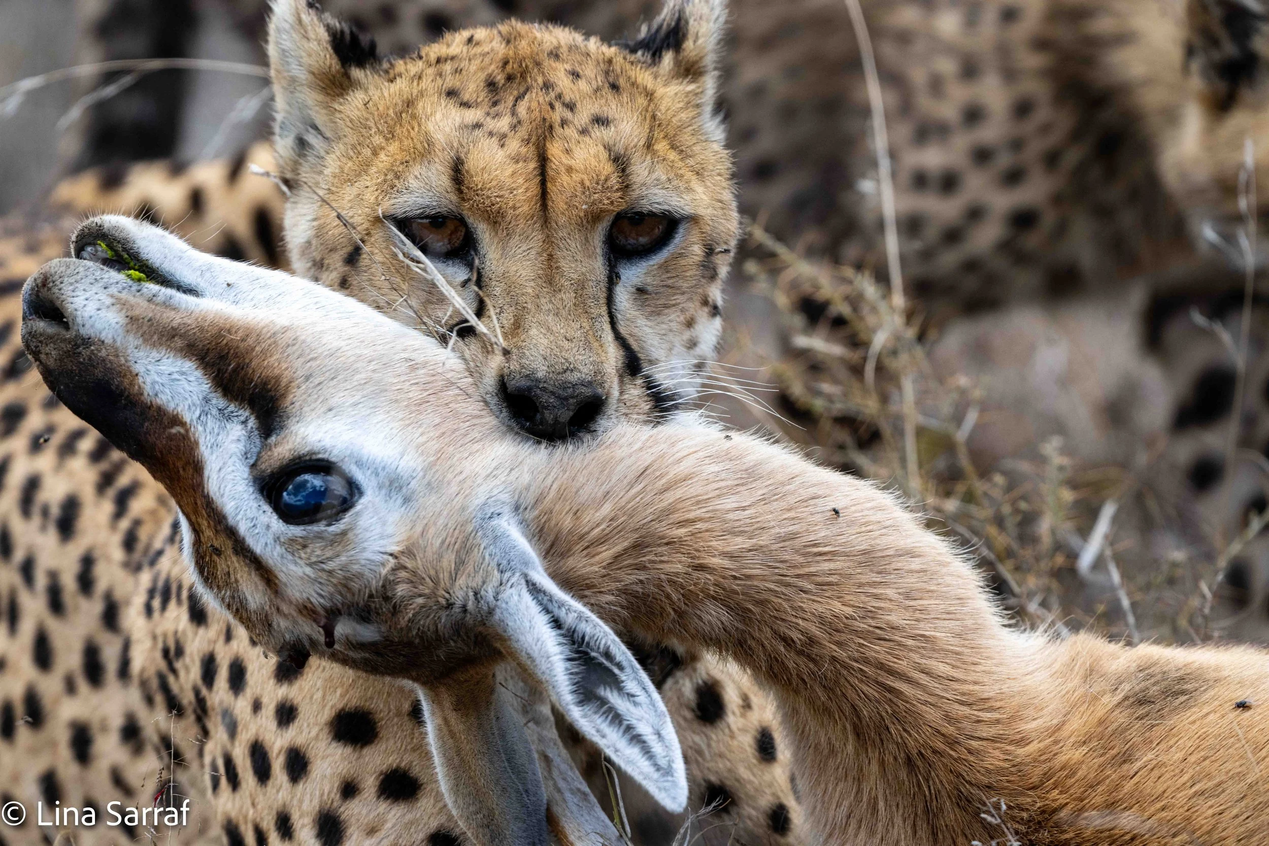  wildlife-10.jpg