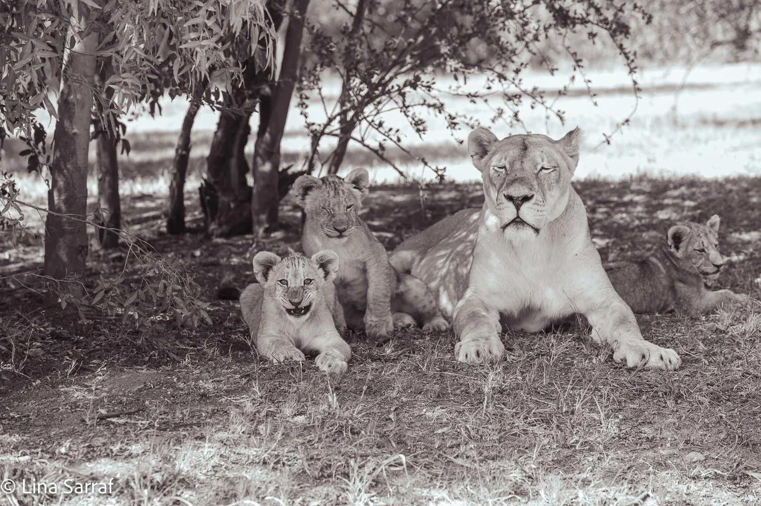  AfricaDSC_966916.jpg