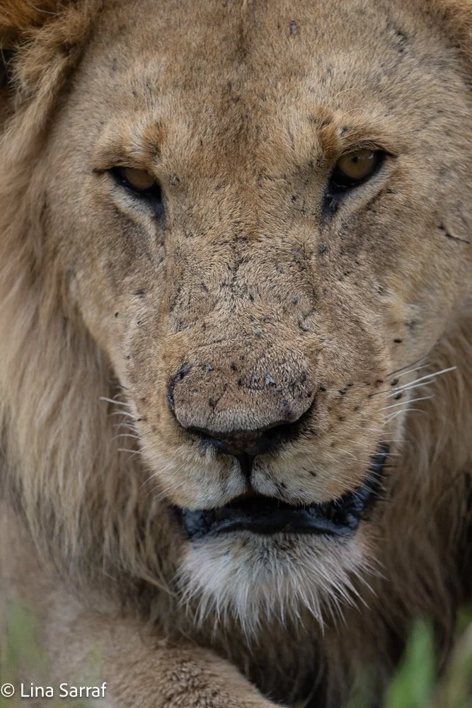  Africa Z9D_49842193.jpg