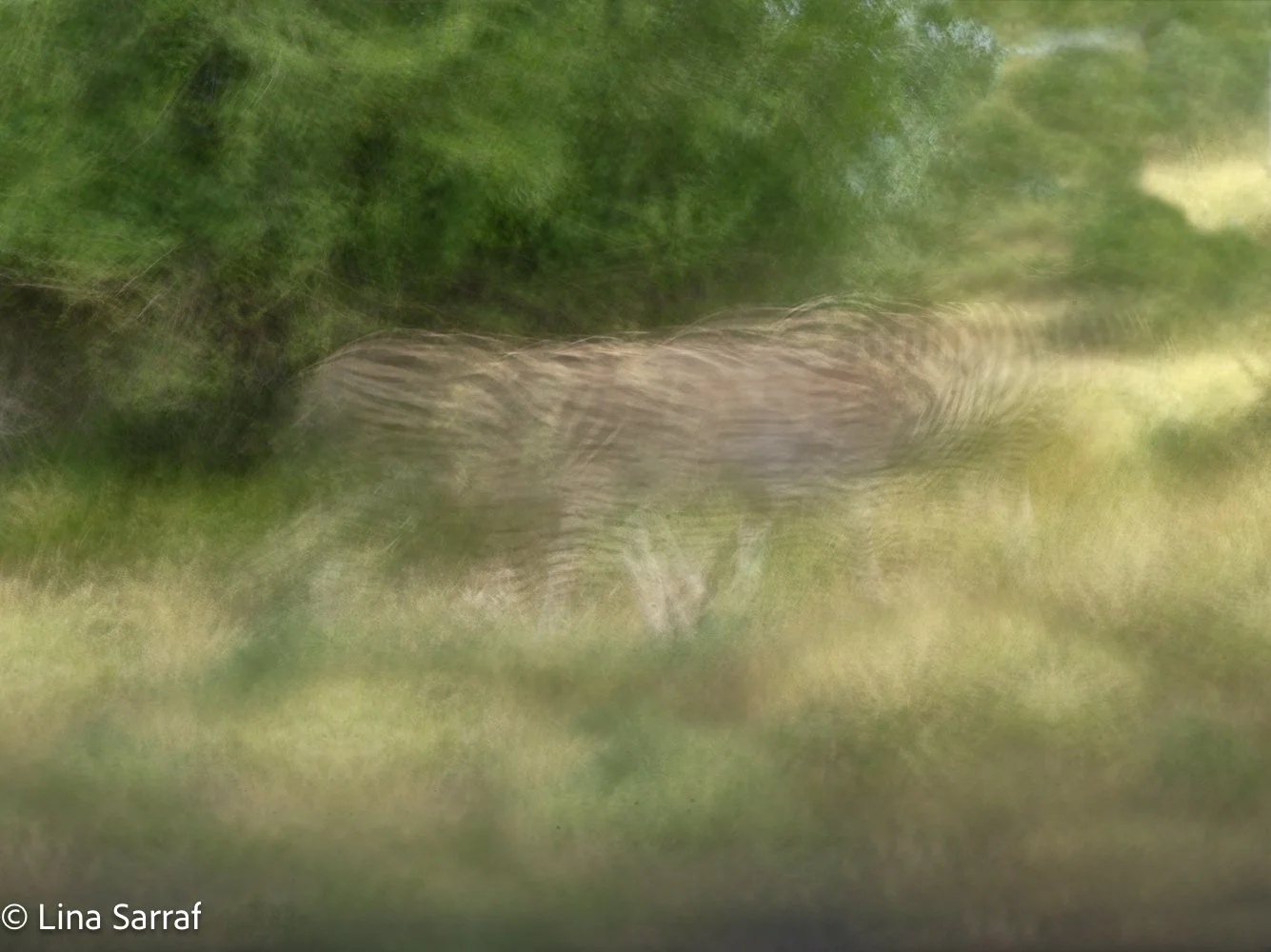  Africamamiya 1615.jpg