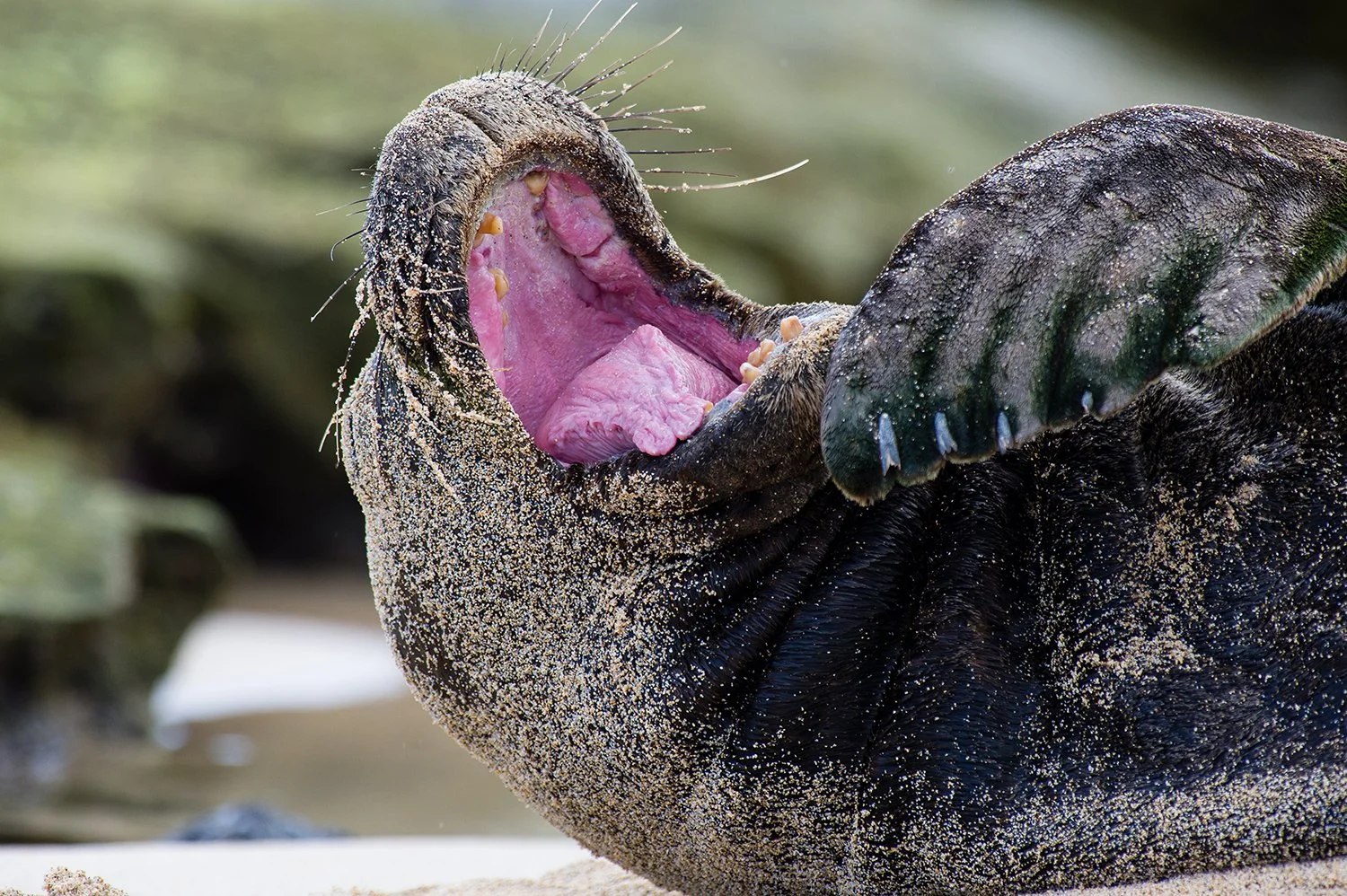  LinaSarraf_HawaiianMonkSeal.jpg
