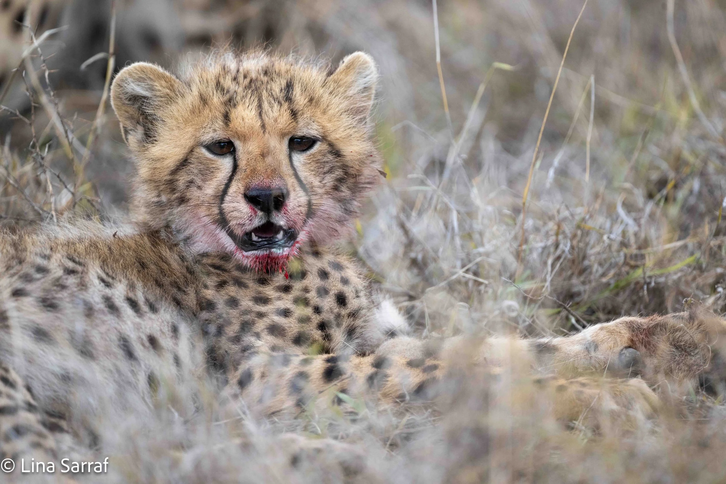  wildlife-72.jpg