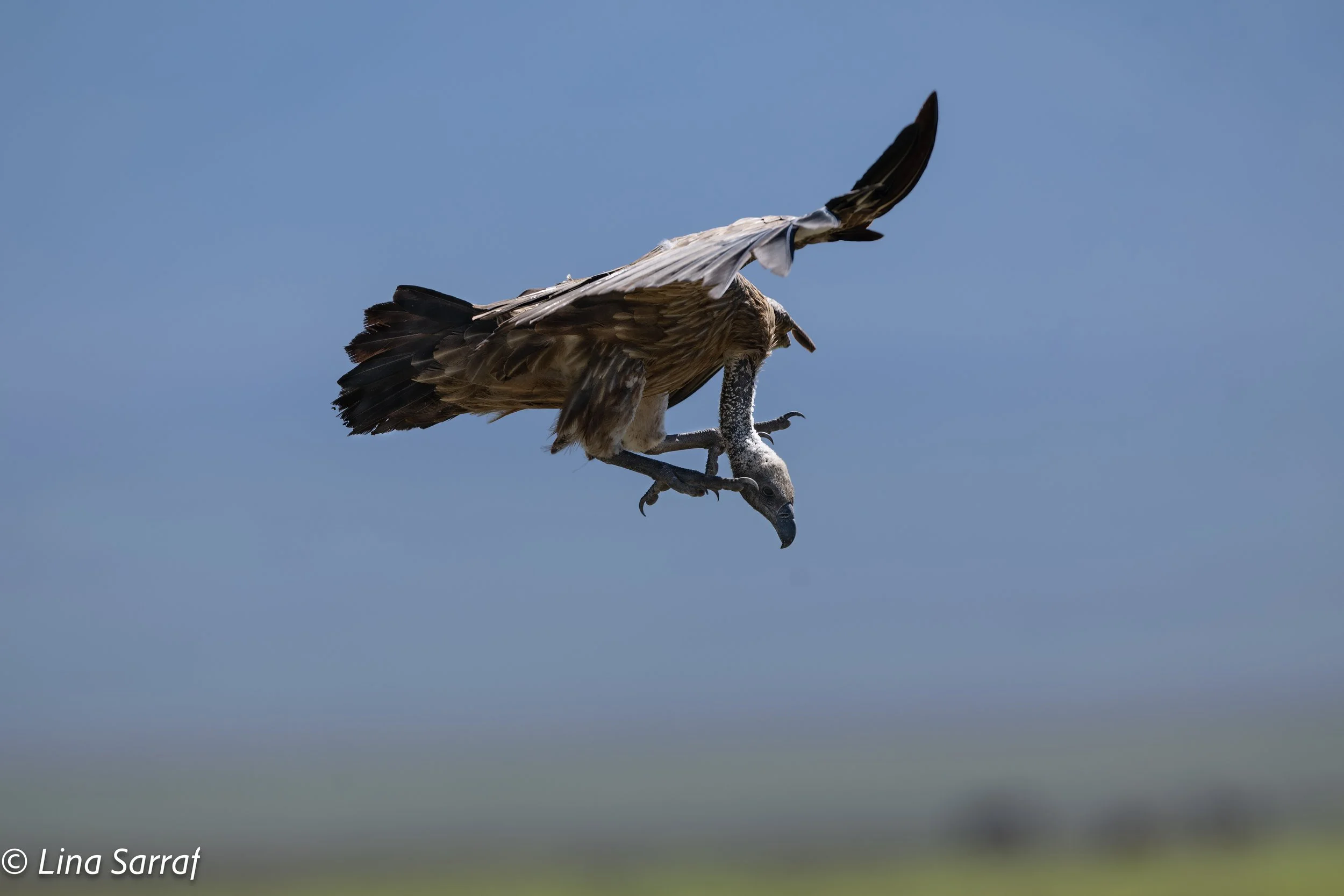  wildlife-1336.jpg