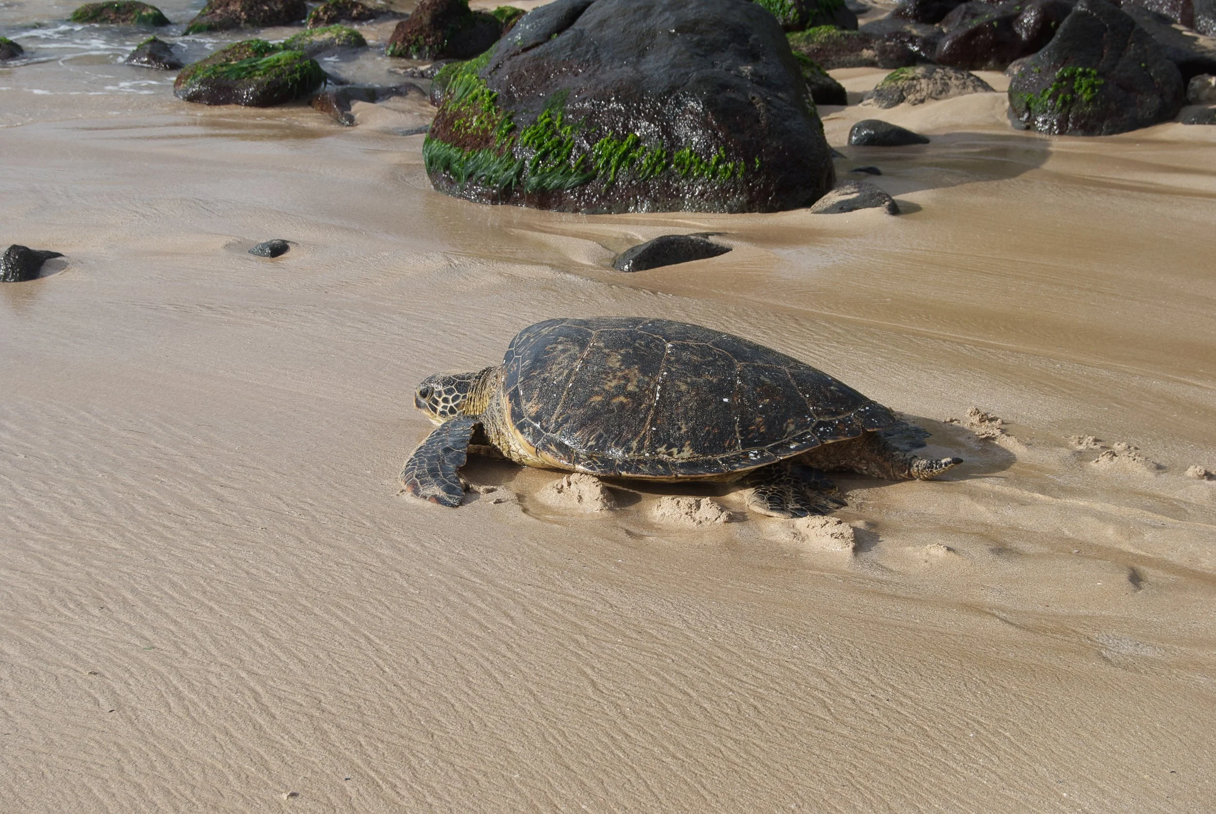 Hawaiian Grenn Turtle