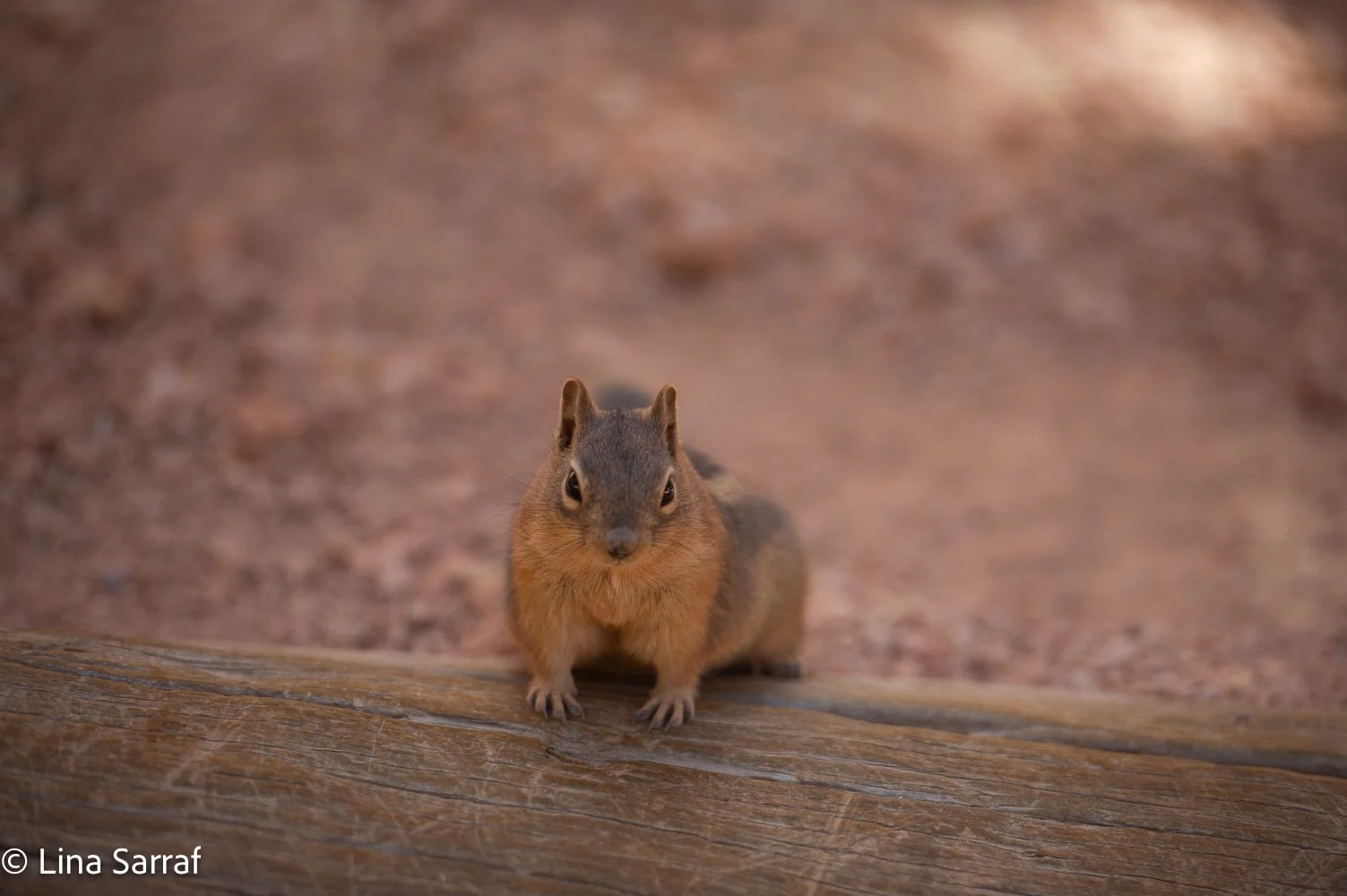  N.ParkDSC_678174.jpg