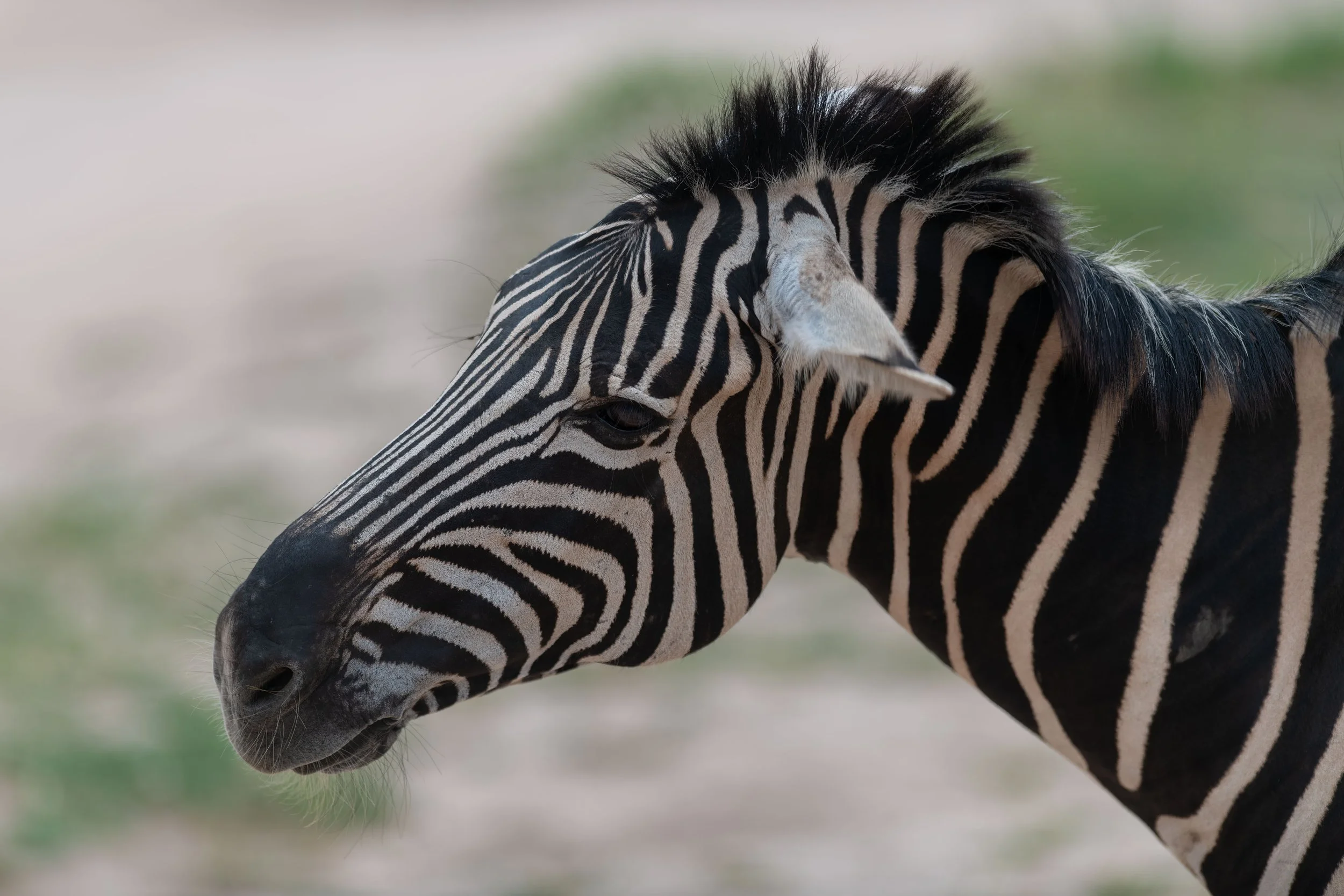  LinaSarraf_zebra.jpg