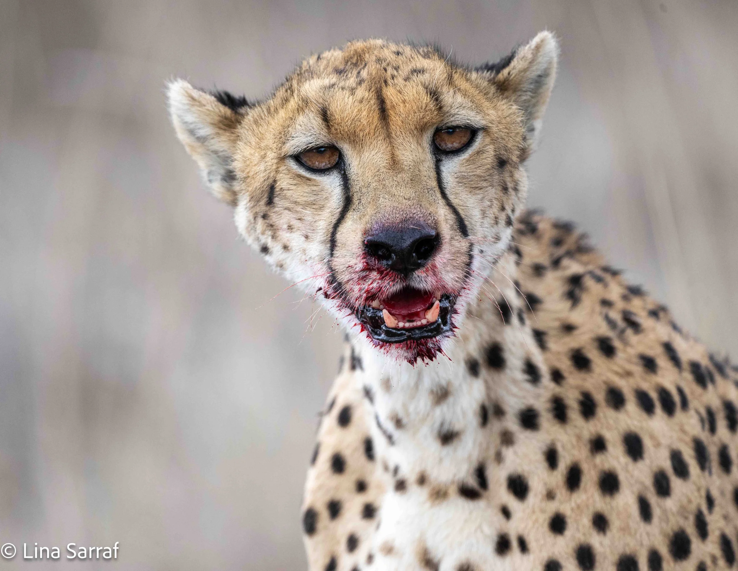  wildlife-32.jpg