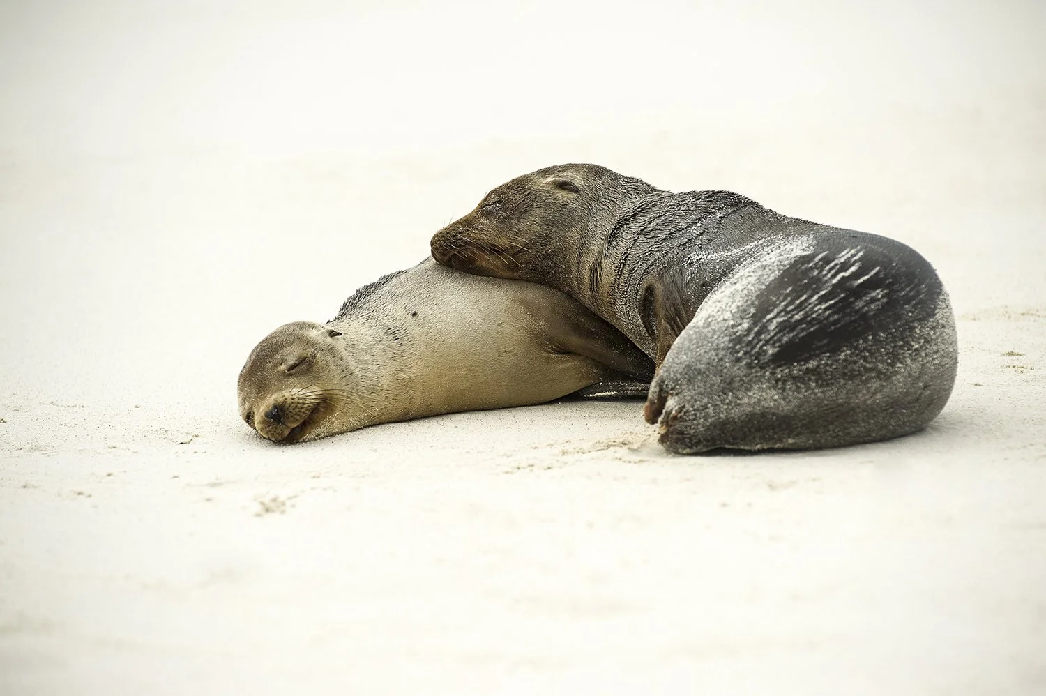 Two seals resting on the sand, with one seal lying on its side and the other leaning on it.