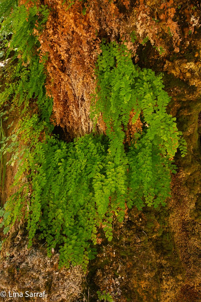  OwlDSC_53135.jpg