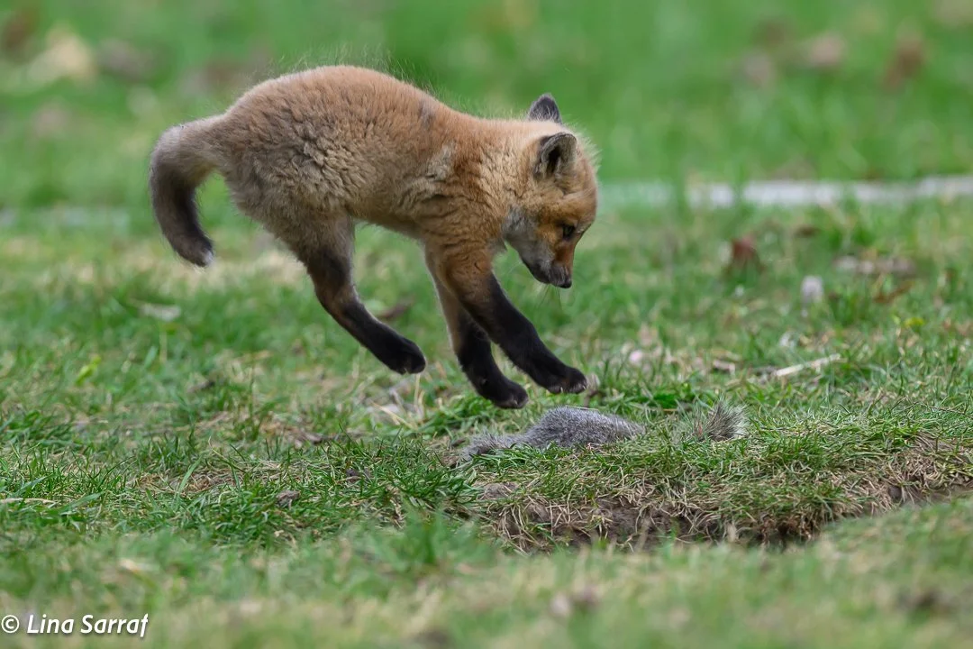 Red Fox Cub learning to hunt