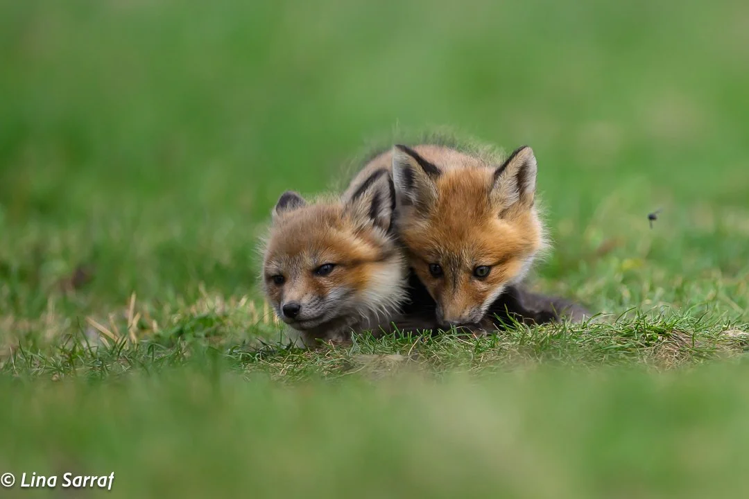 Red Fox Cubs