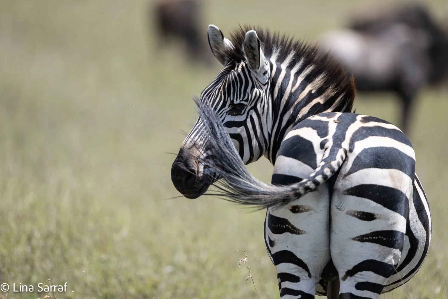  Africa Z9D_73101214.jpg