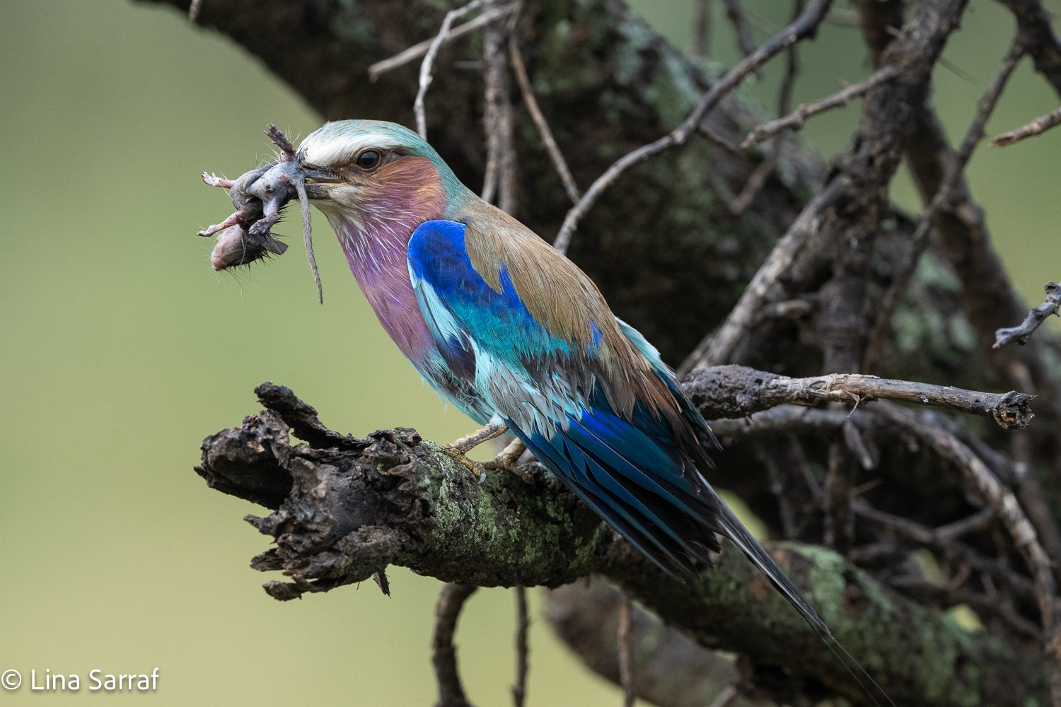  Africa Z9D_23521519.jpg